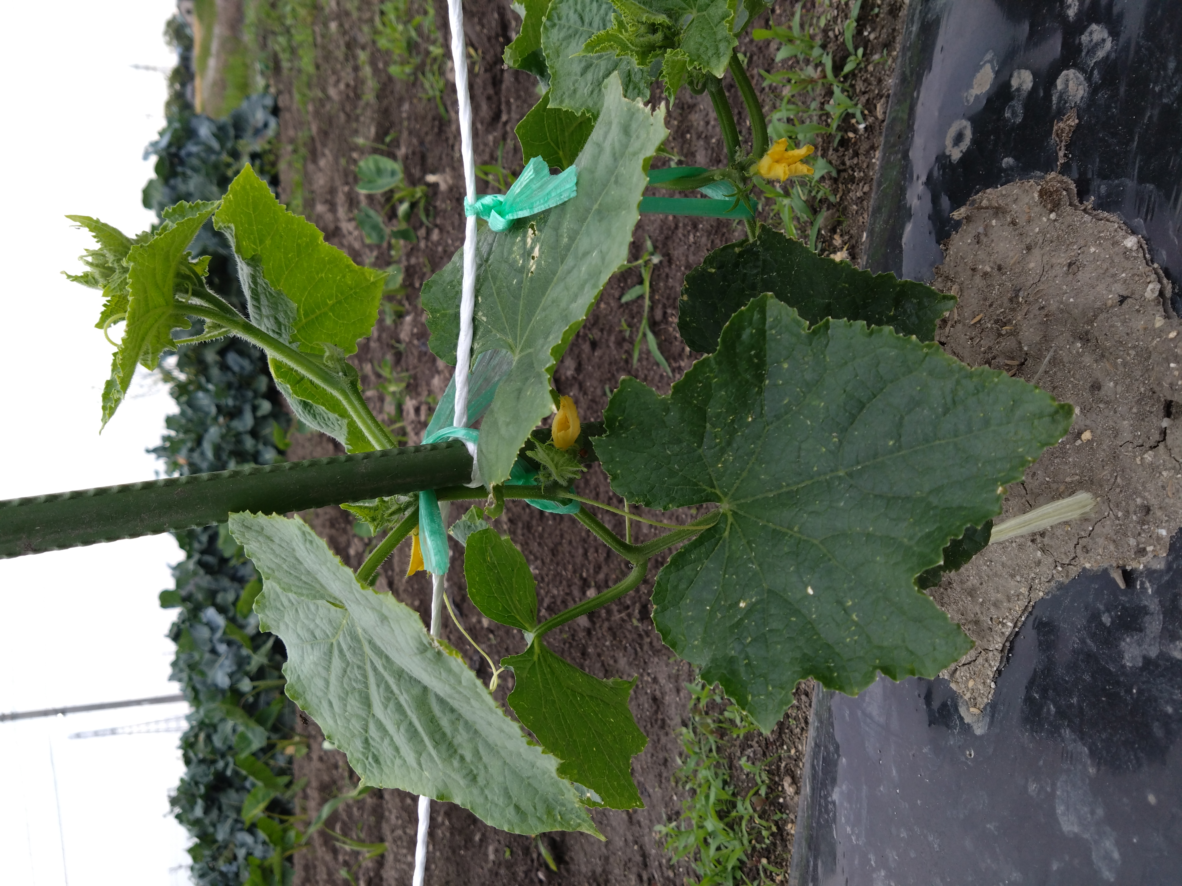 夏野菜が順調に育ってます!