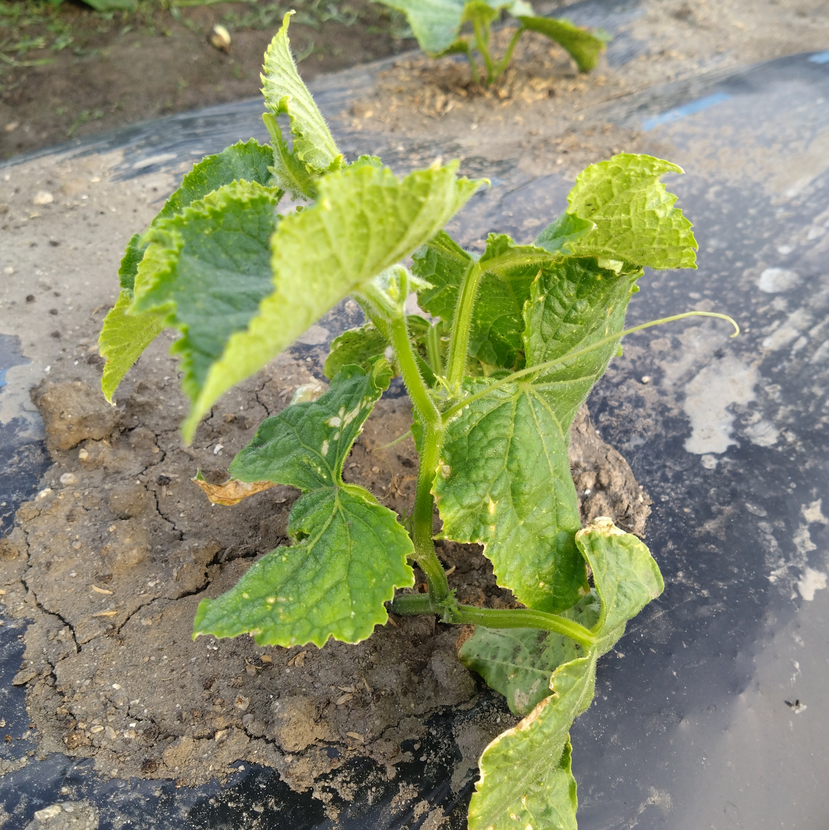 これから忙しくなりそうです😄🥒