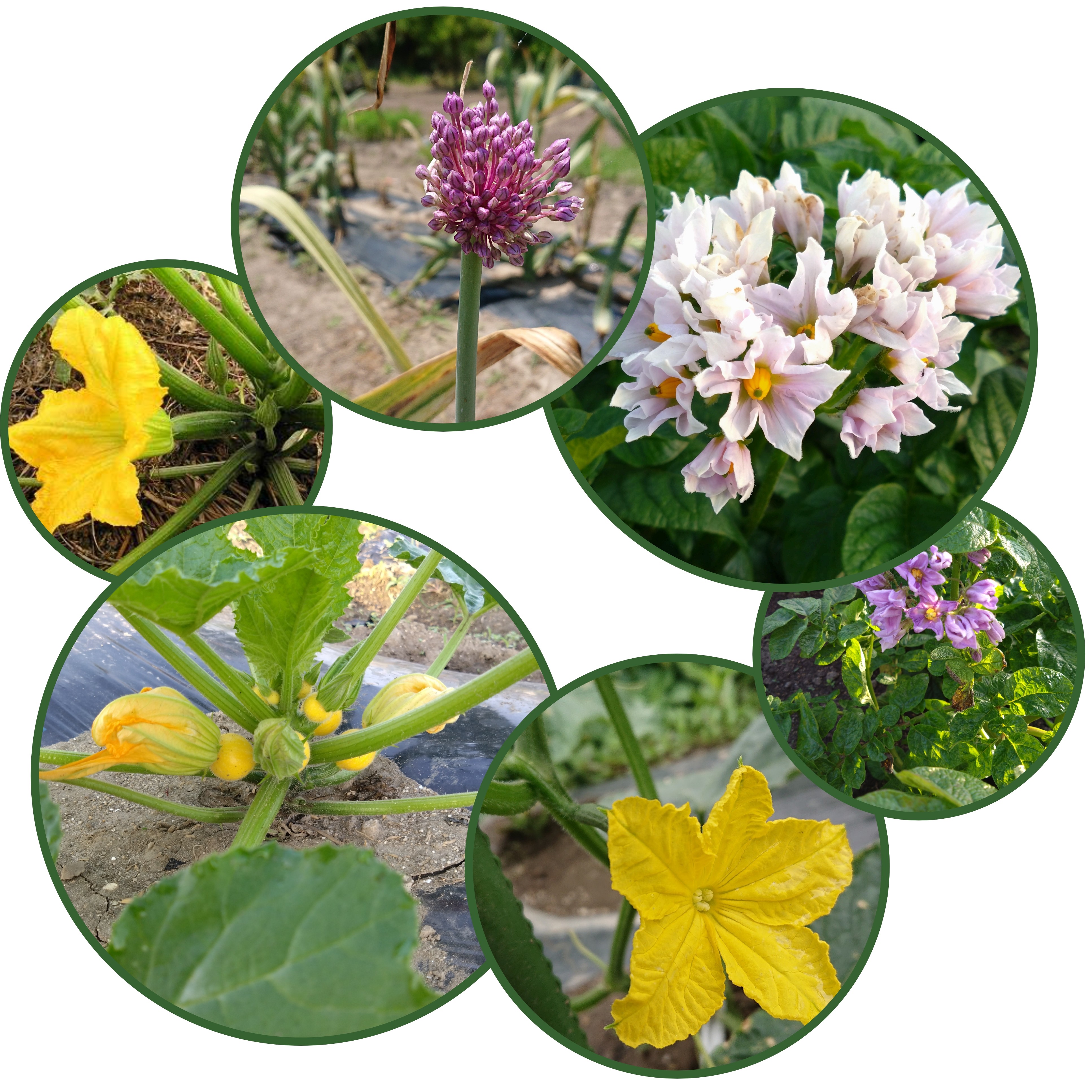 野菜達の花畑🌼
