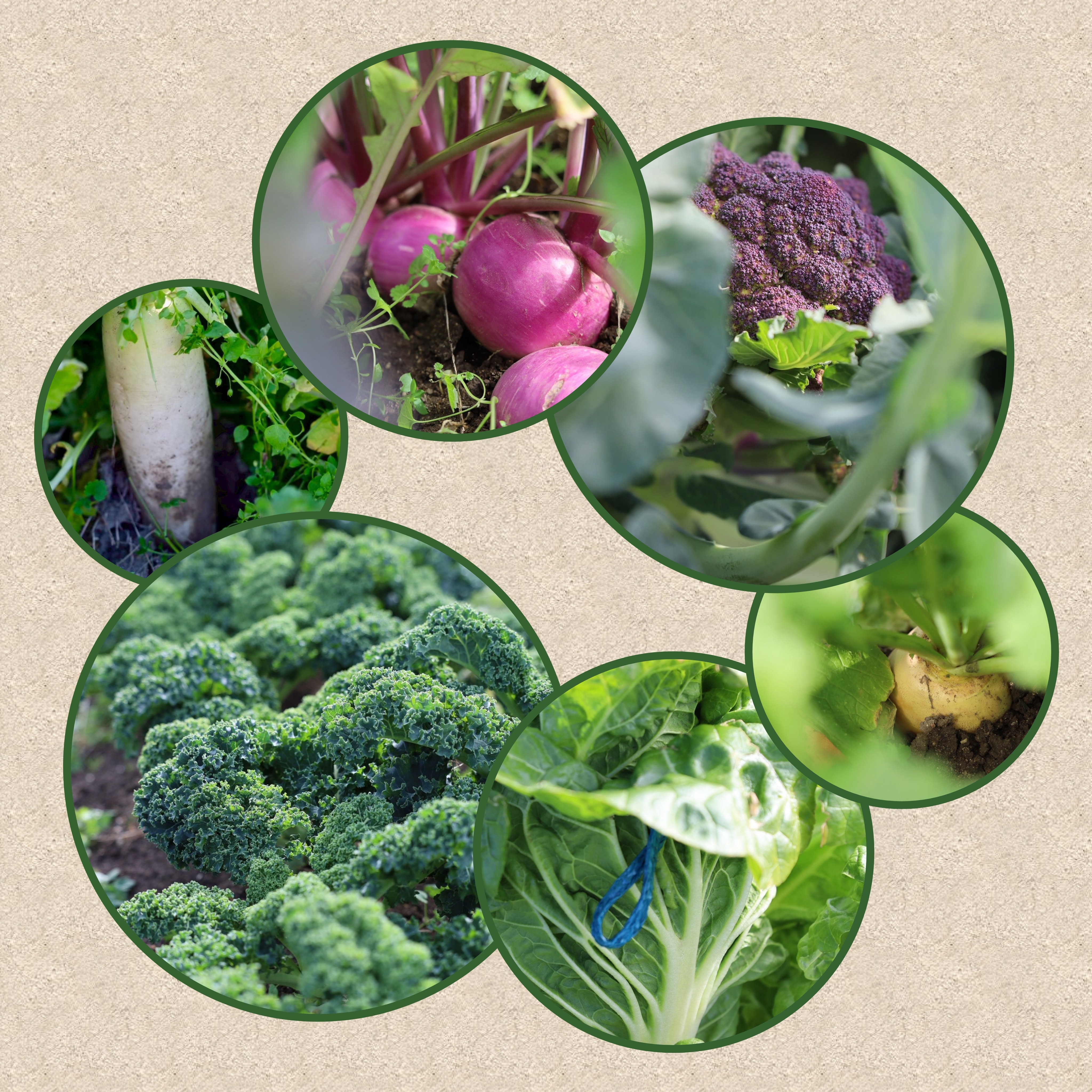 冬の野菜は栄養満点