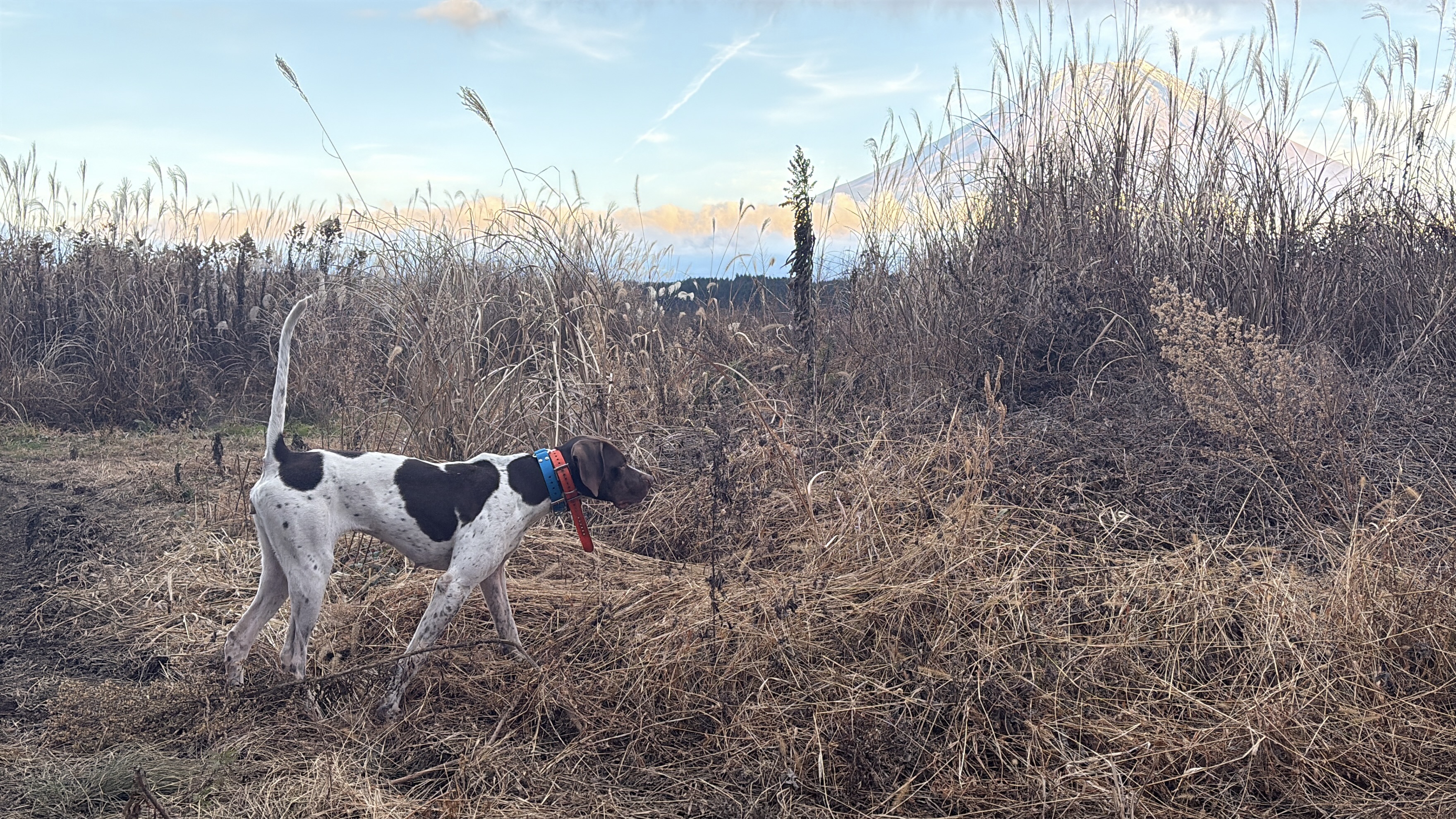 全猟全日本チャンピオン戦　全猟フィールドトライアル見学のご案内