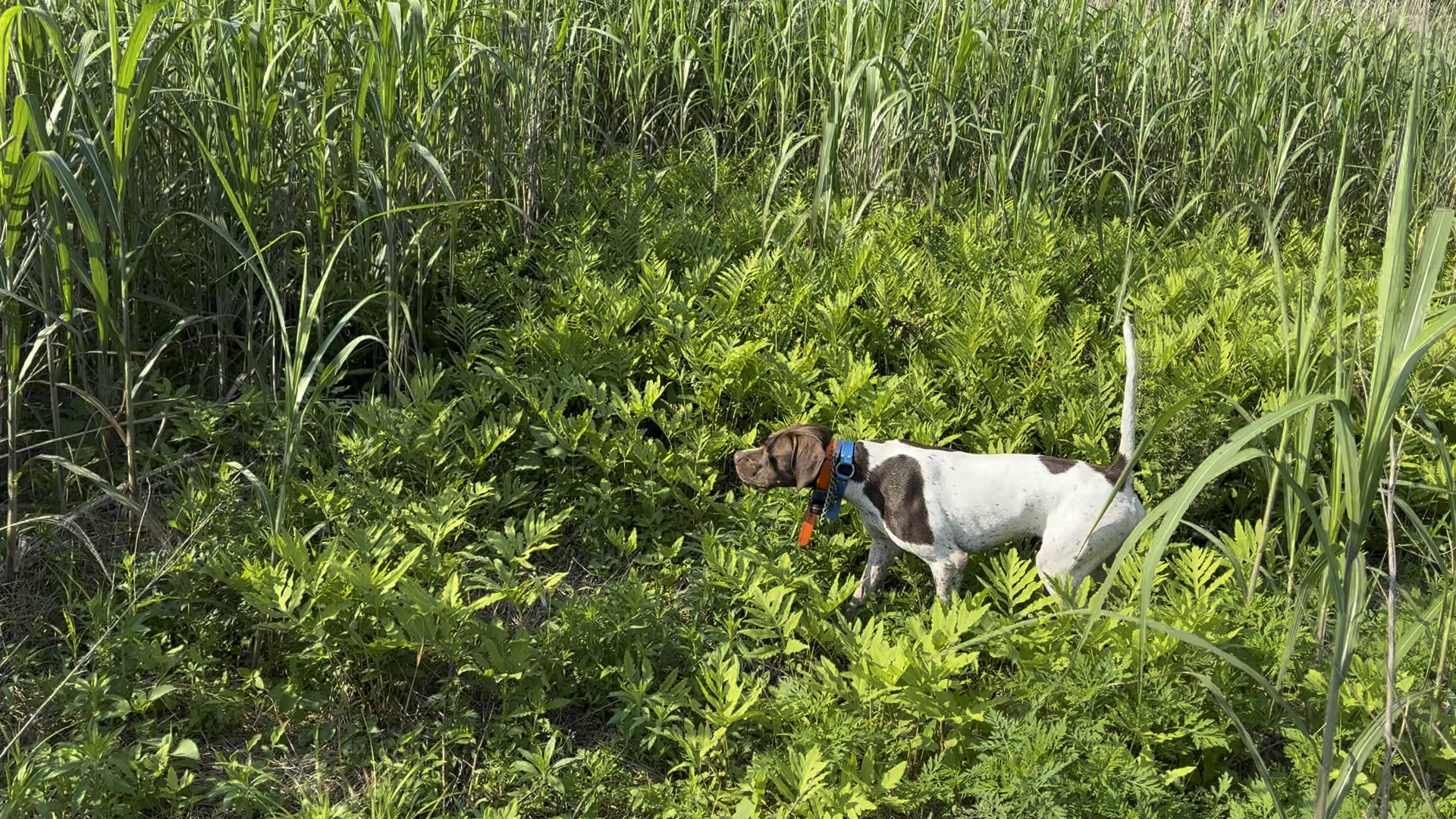 鳥猟犬とフィールドの読み物はこちら