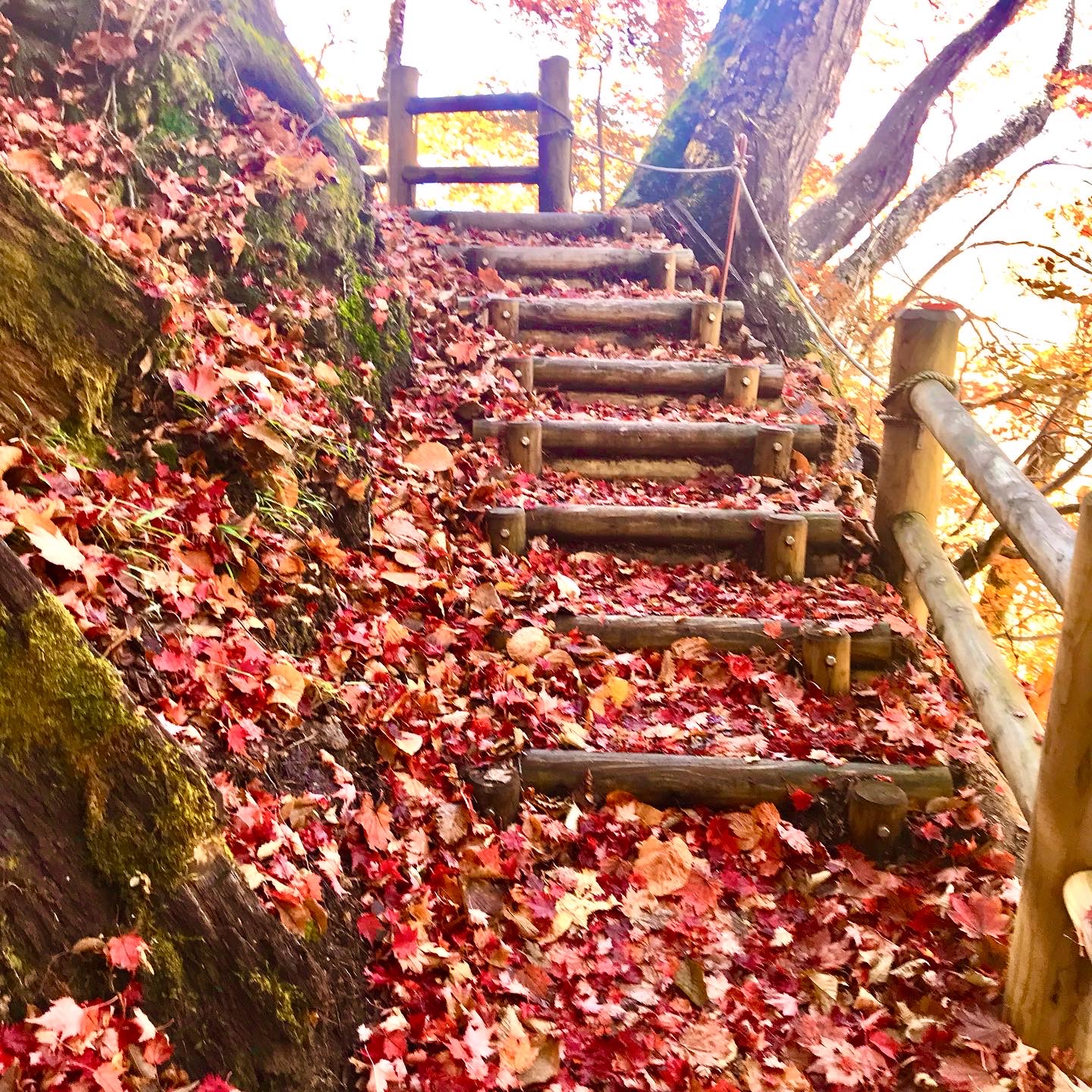 落ち葉の階段