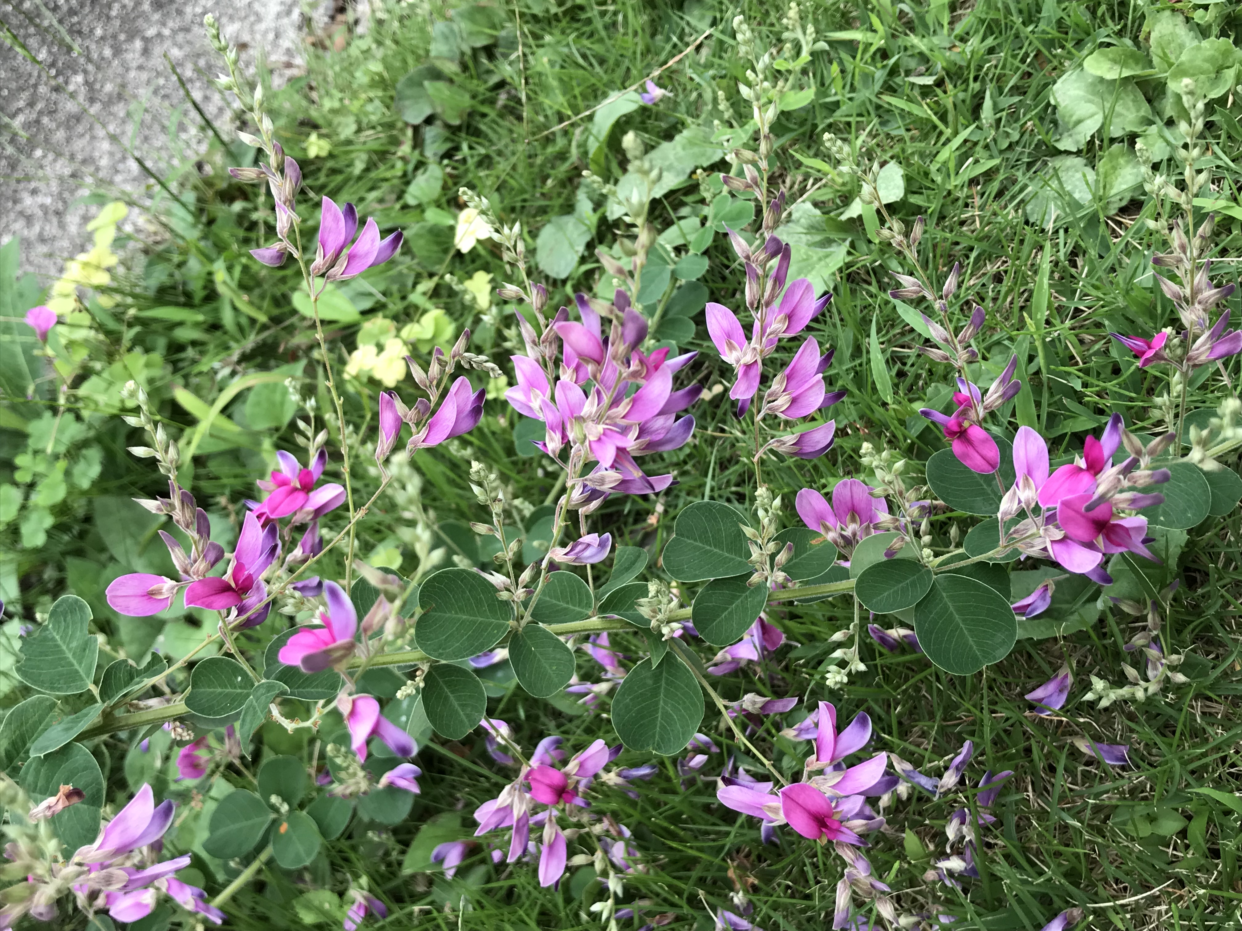 ダルマハギが咲いた