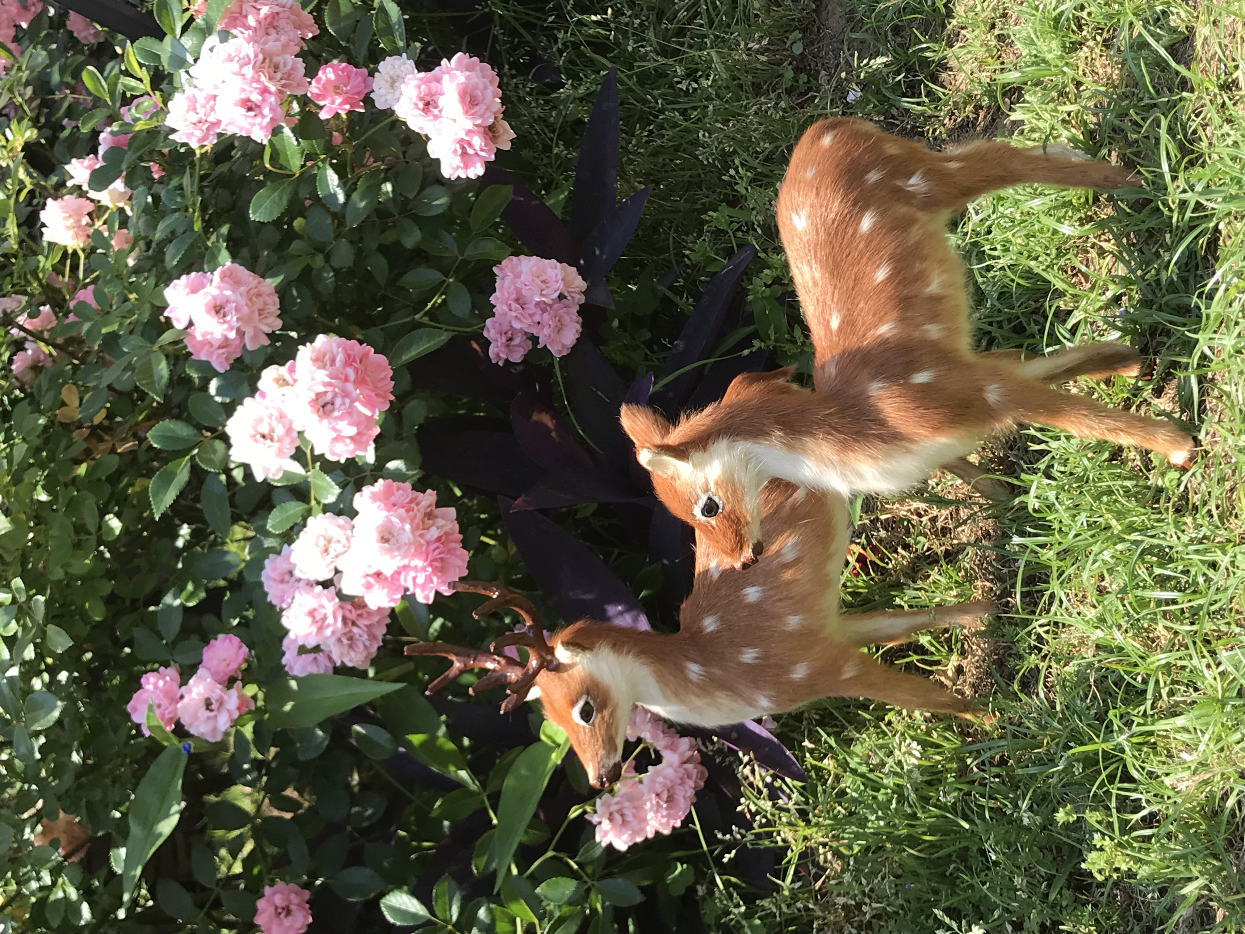 寄せ植えとコラボの予定