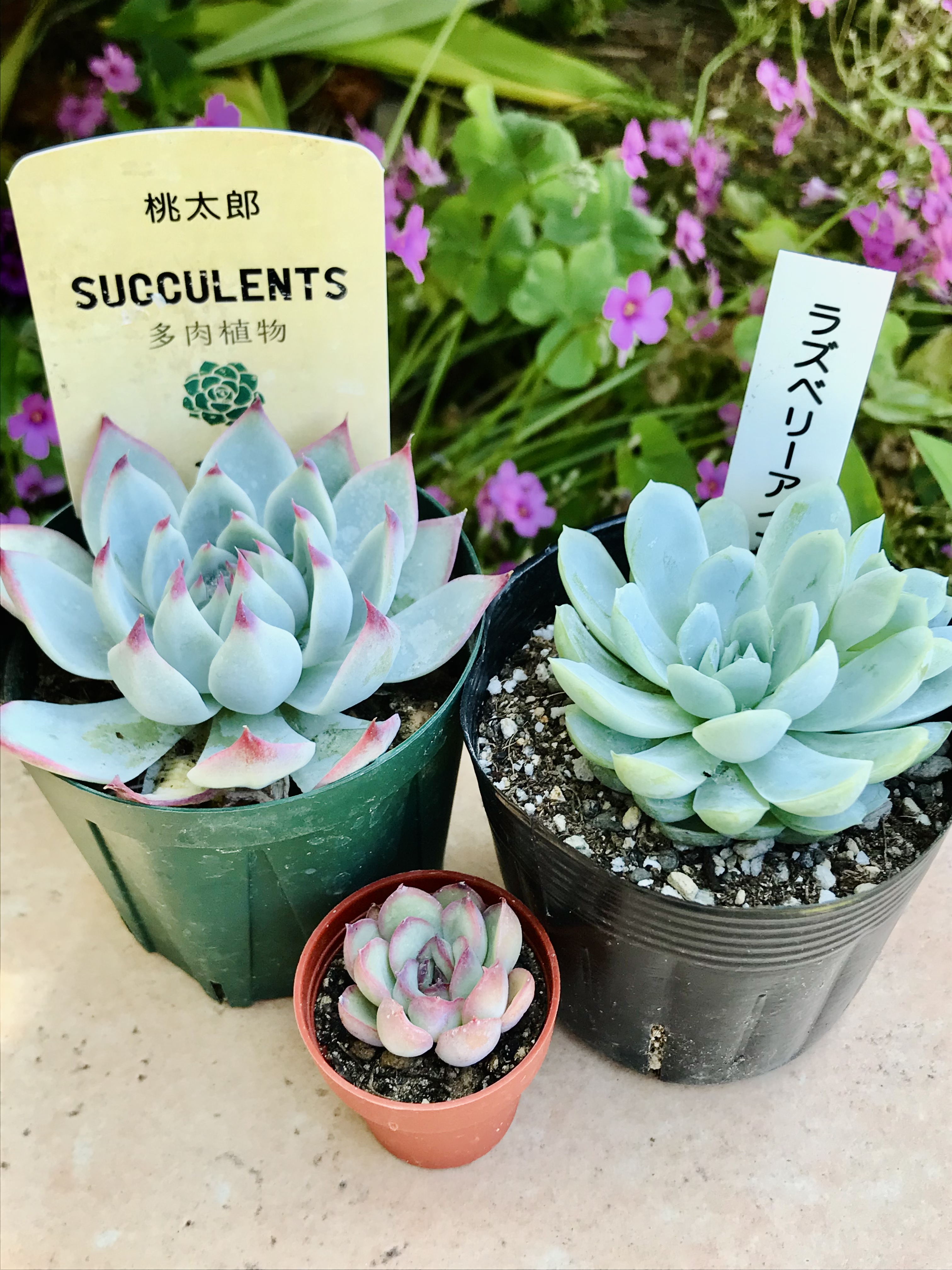 新しい仲間が増えました！