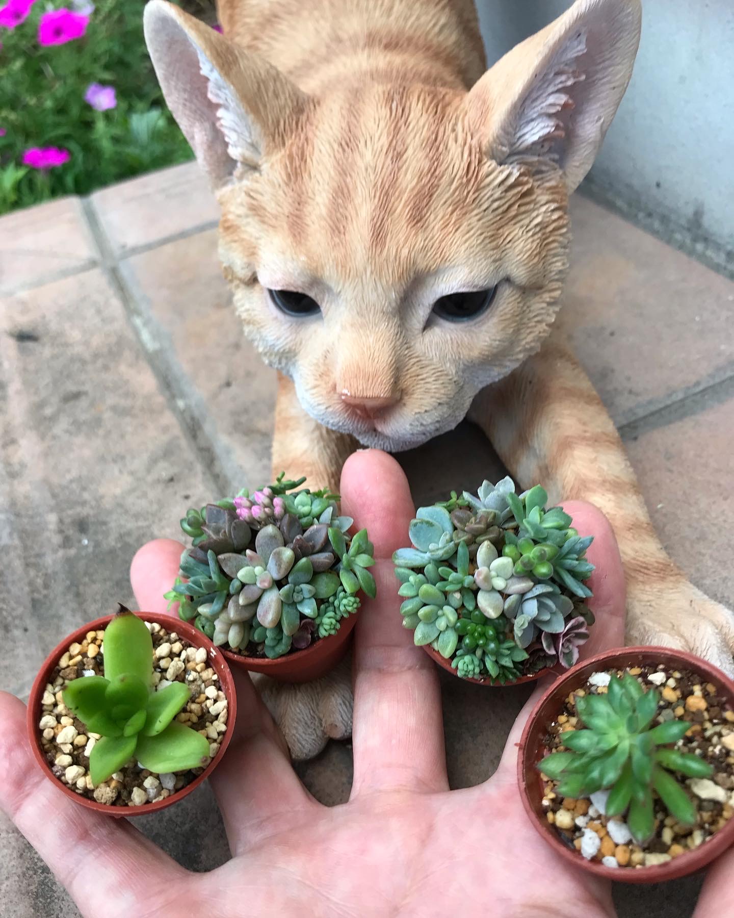 ミニミニ鉢勢揃い