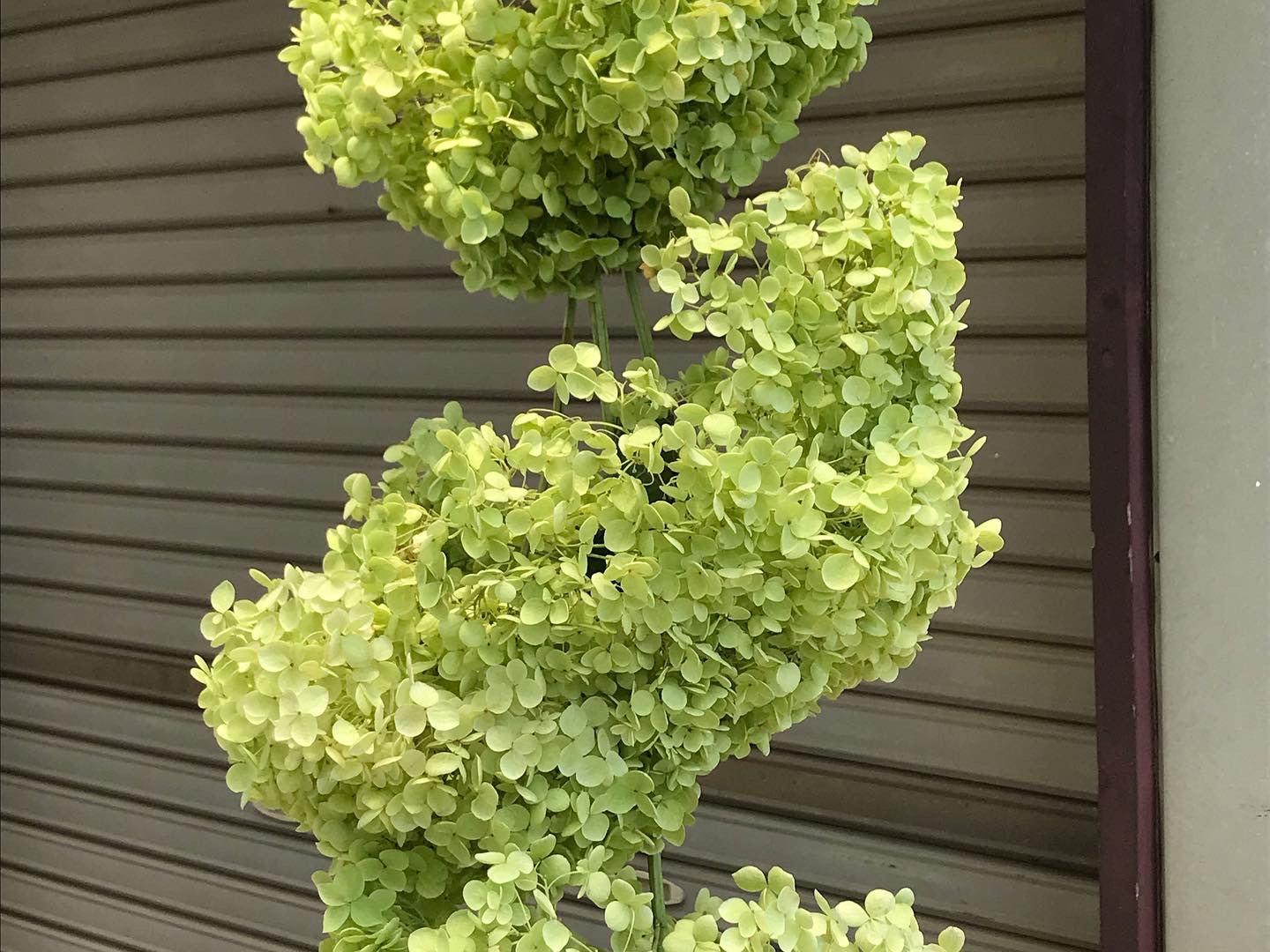 アナベル吊るしたよ