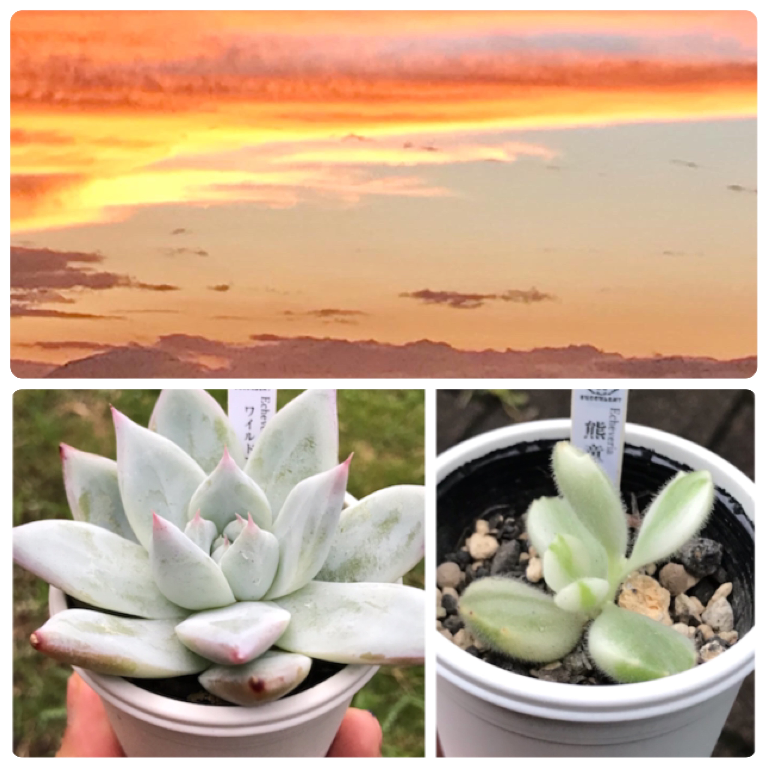 久々の夕焼け＆お迎えした多肉ちゃん