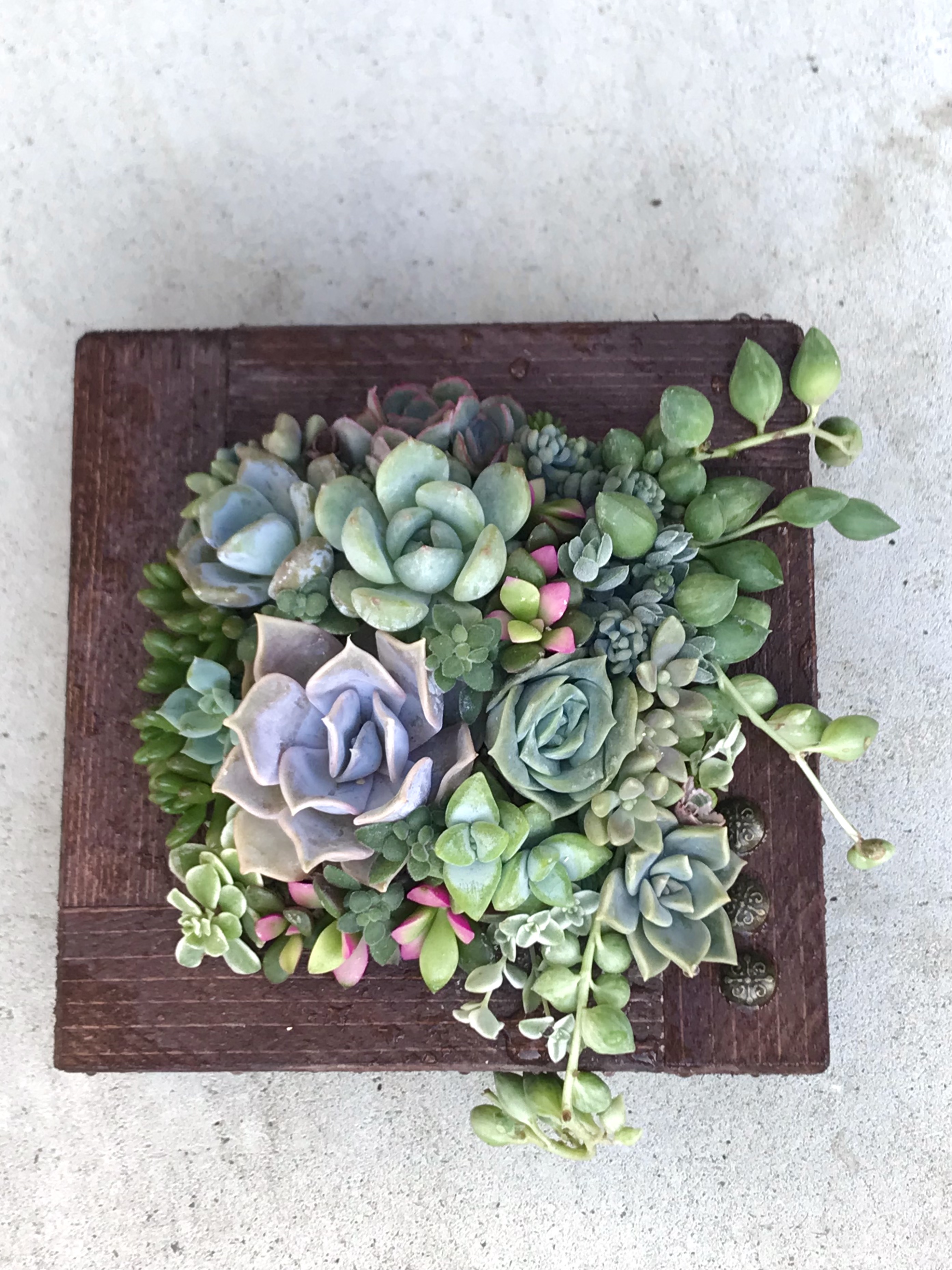 木箱に植えてみた