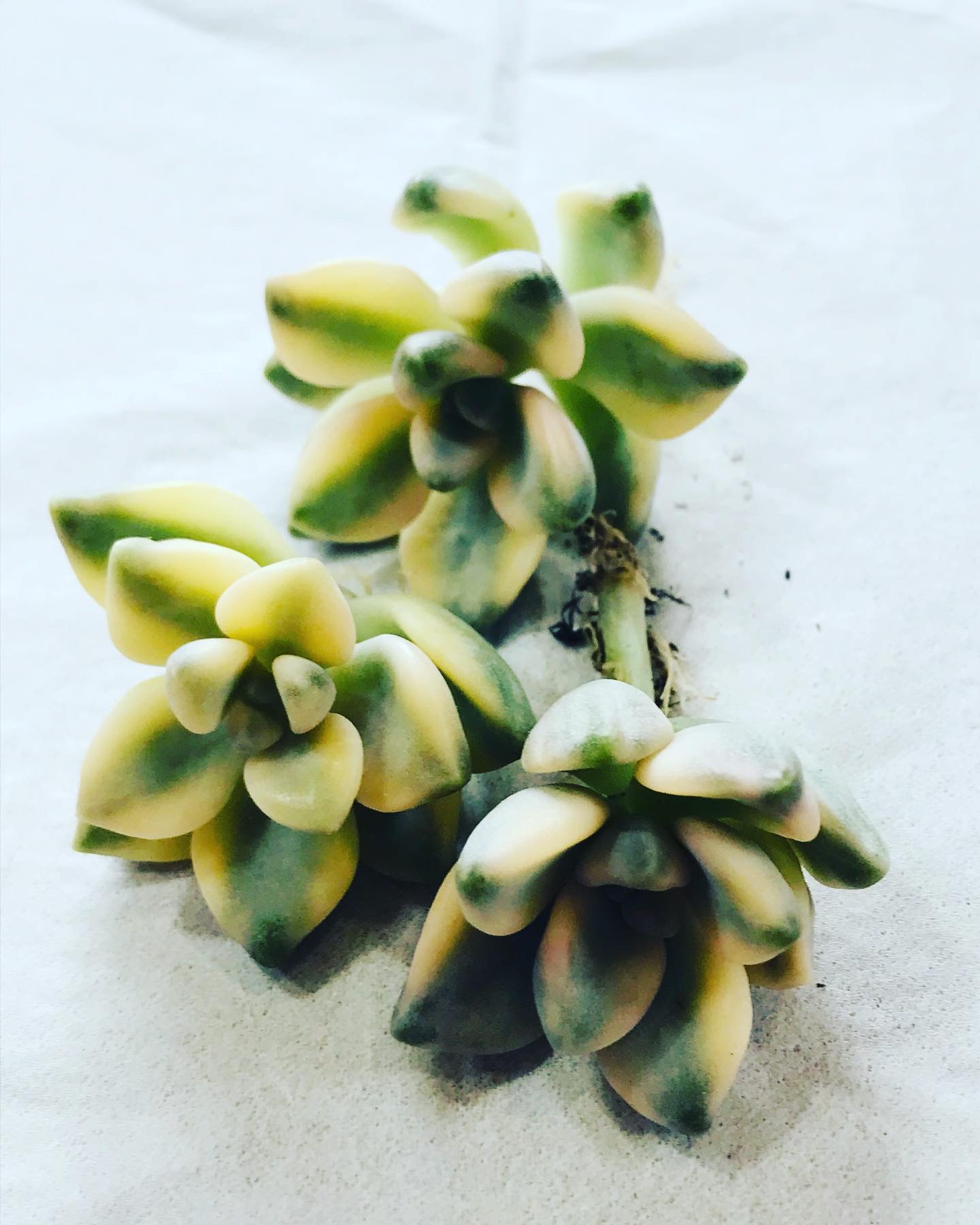 ティテュバンス錦