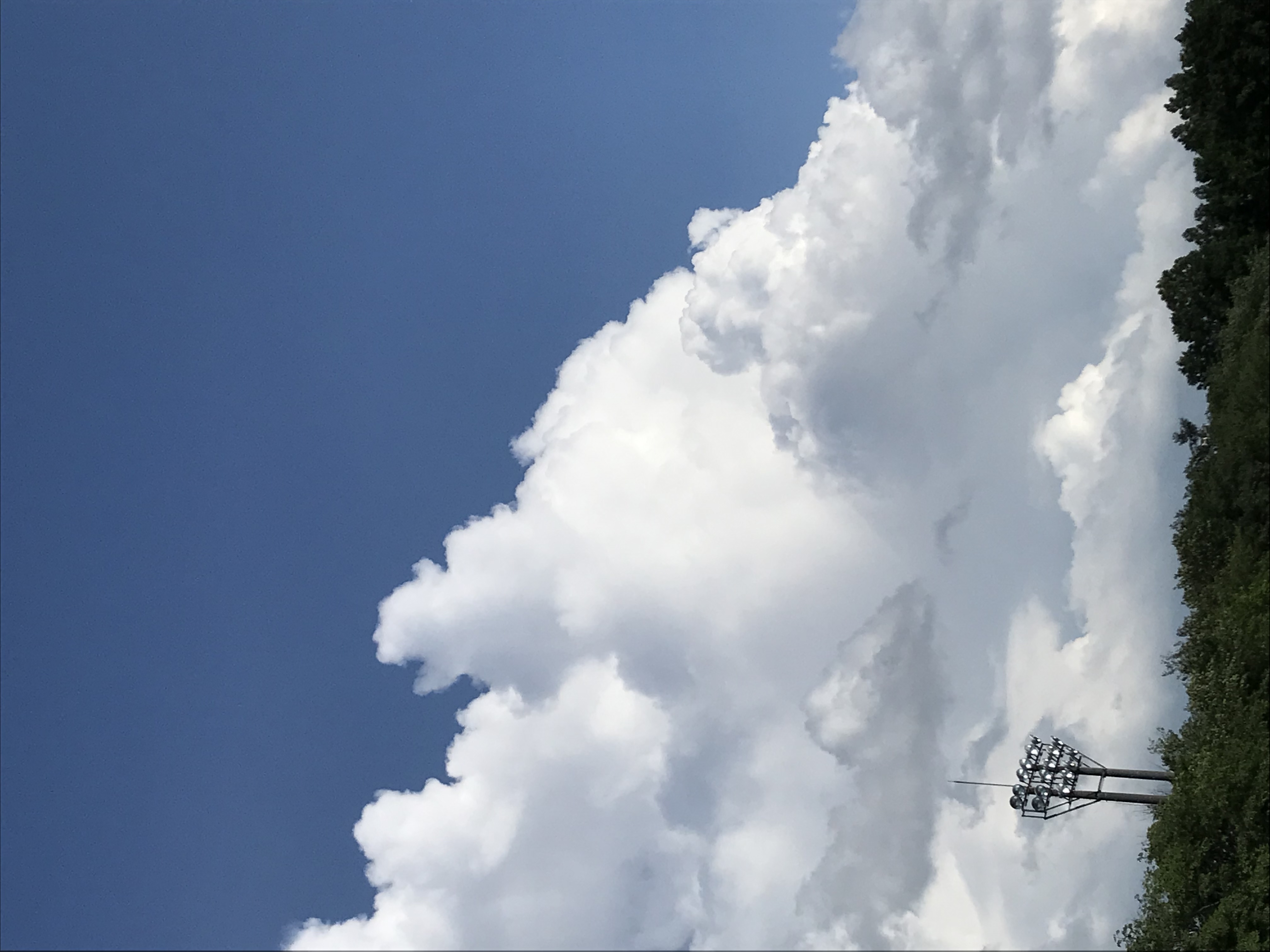 夏空(寄せ植えのテーマになるかな)