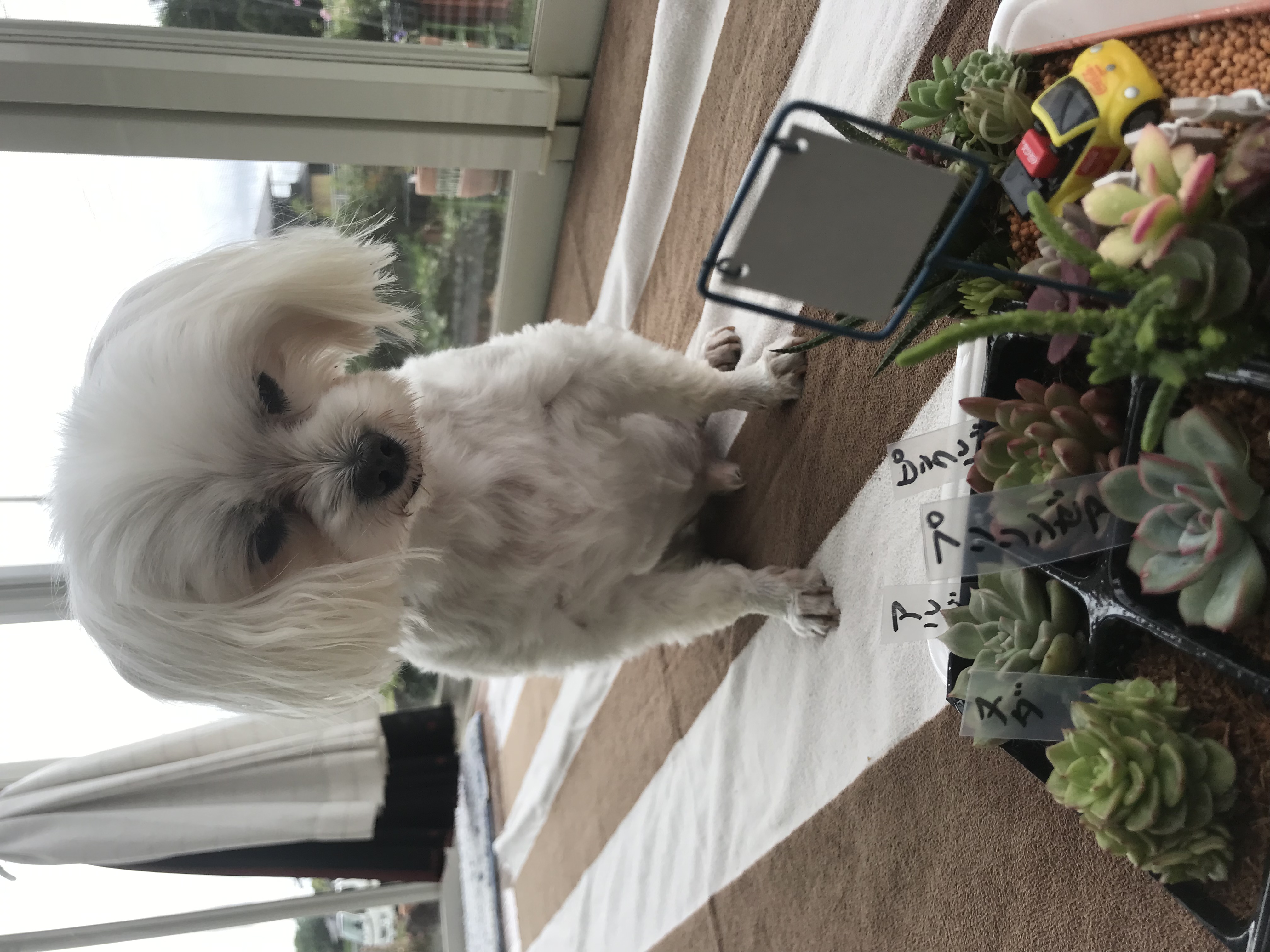 多肉に興味津々