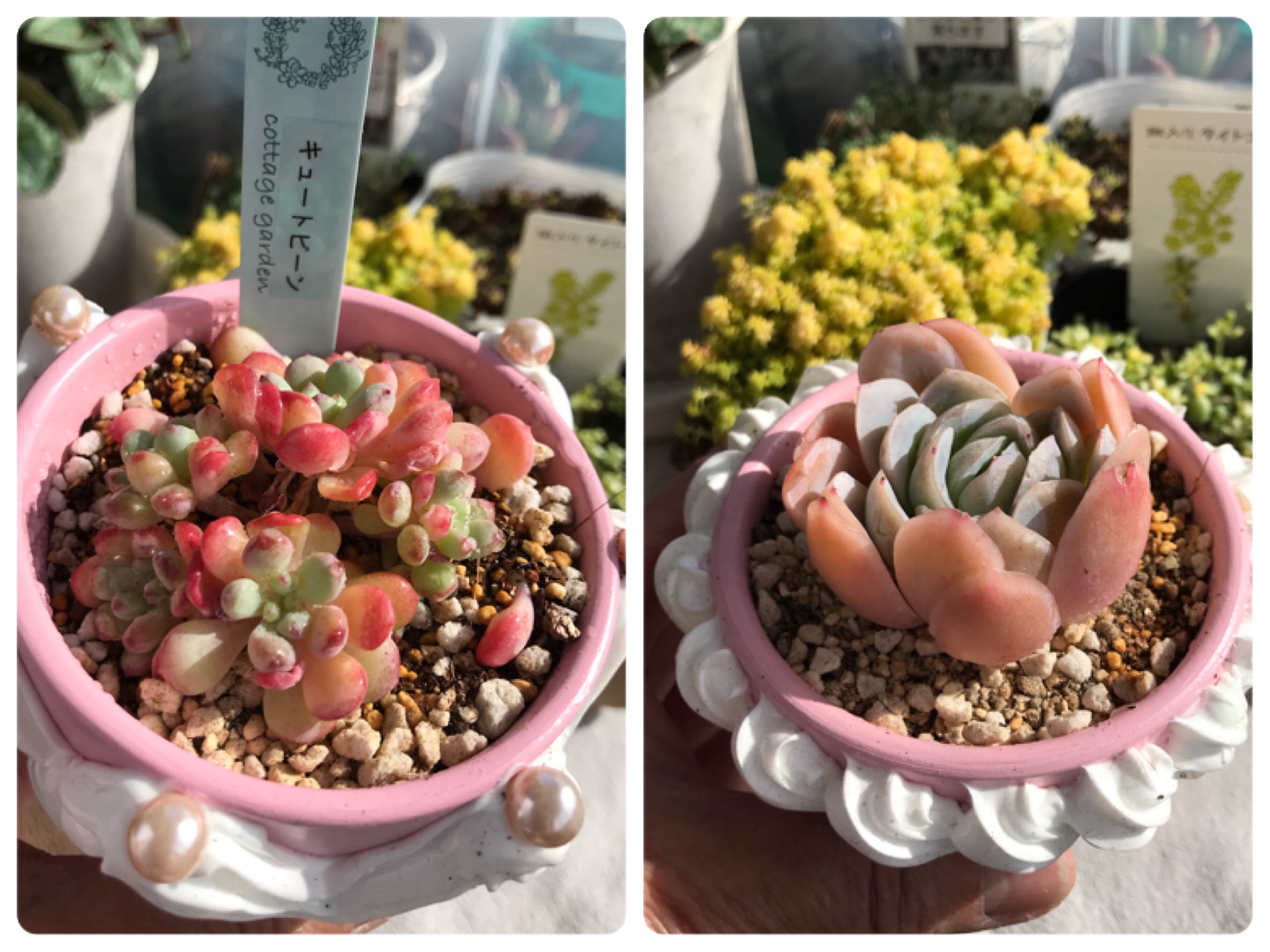 我が家の多肉姫