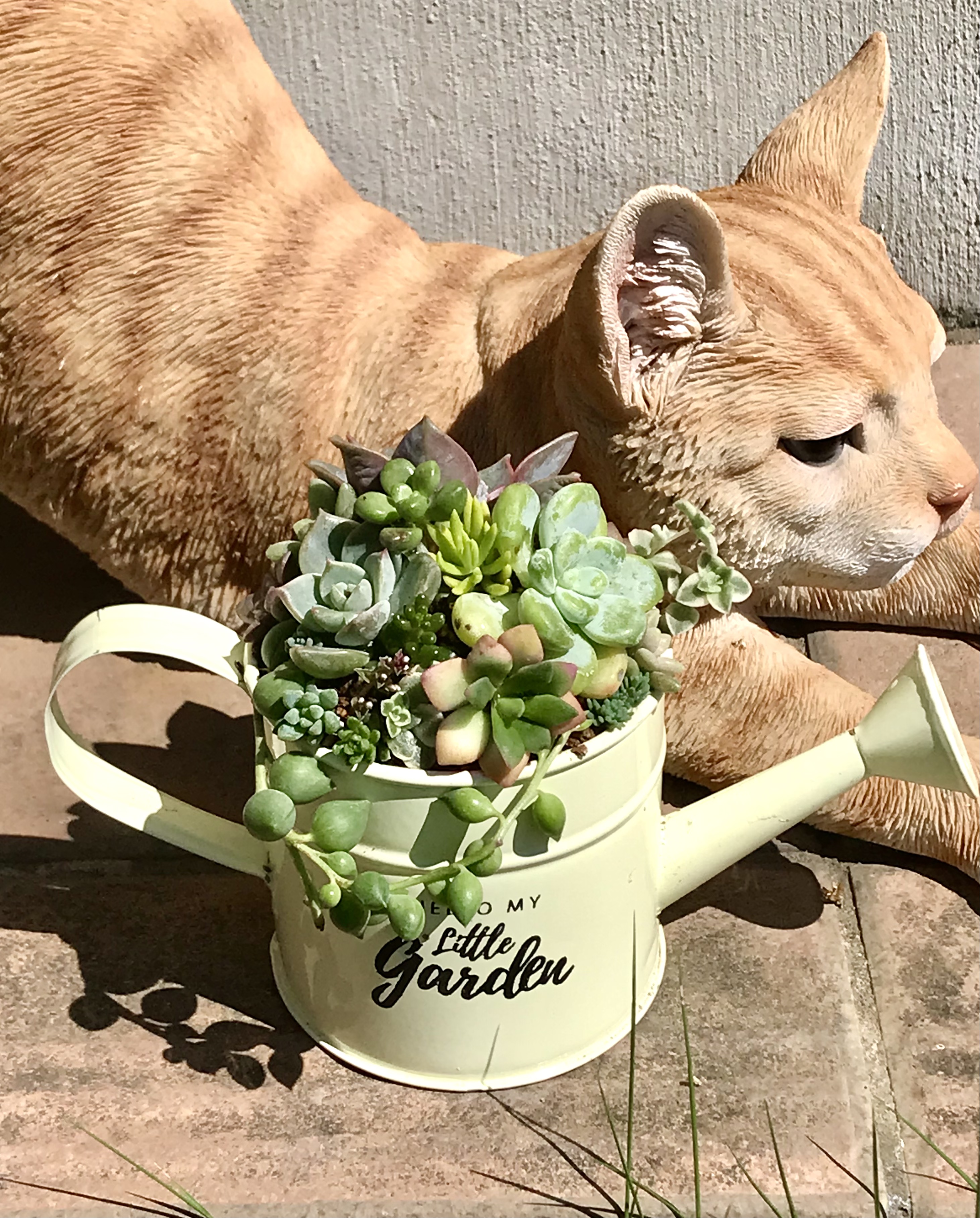 モリモリじょうろ寄せ