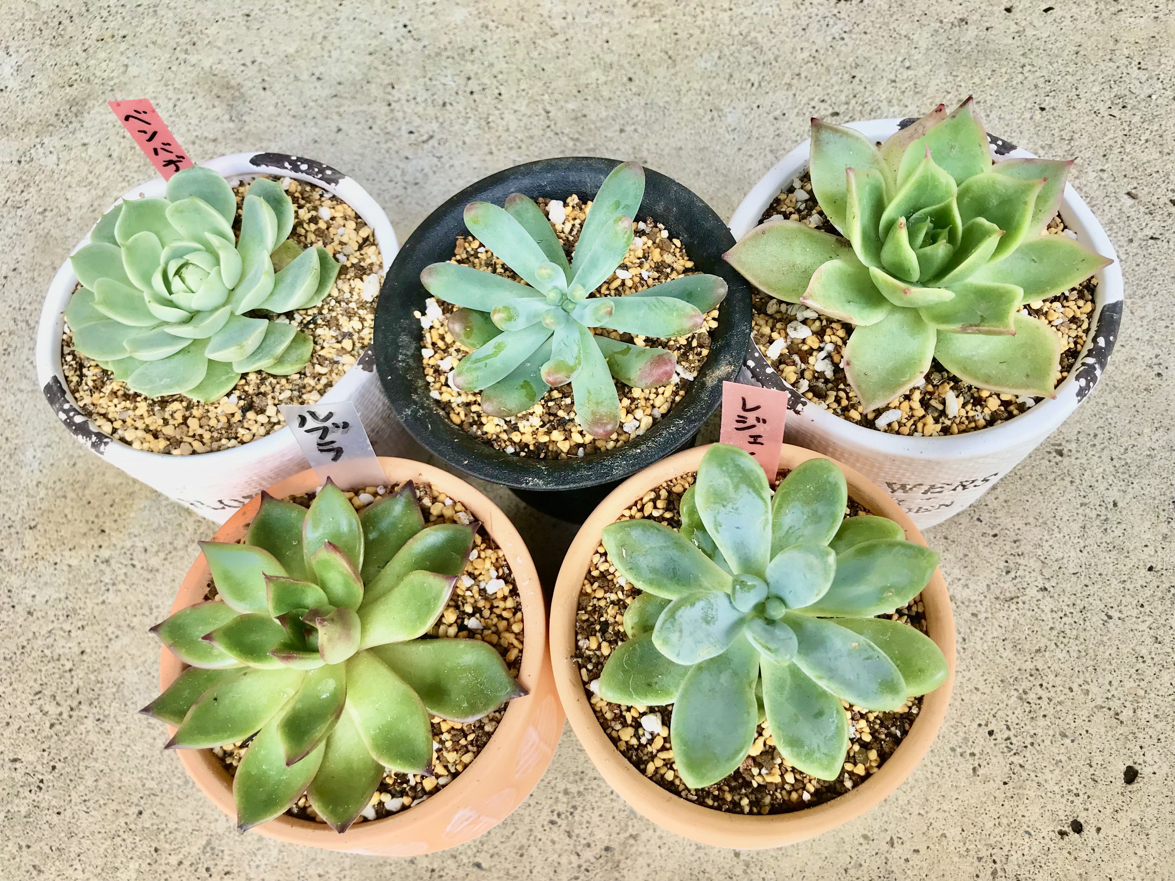 おひとり様の多肉ちゃんたち