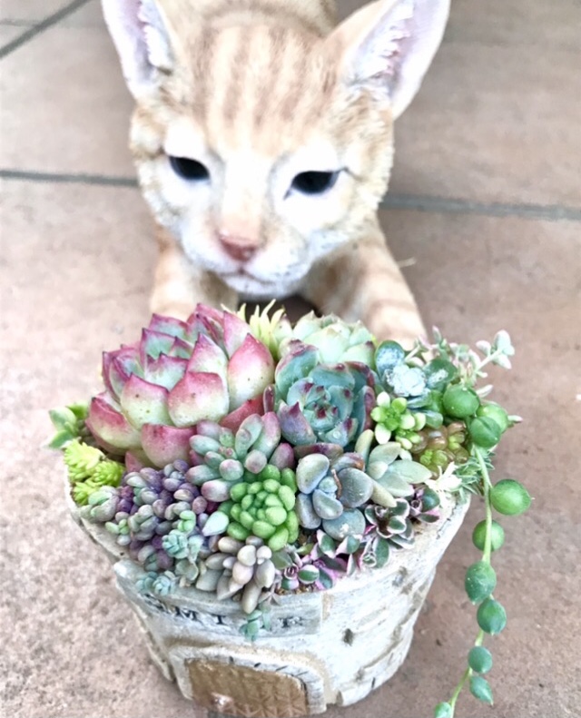 猫のお気に入り