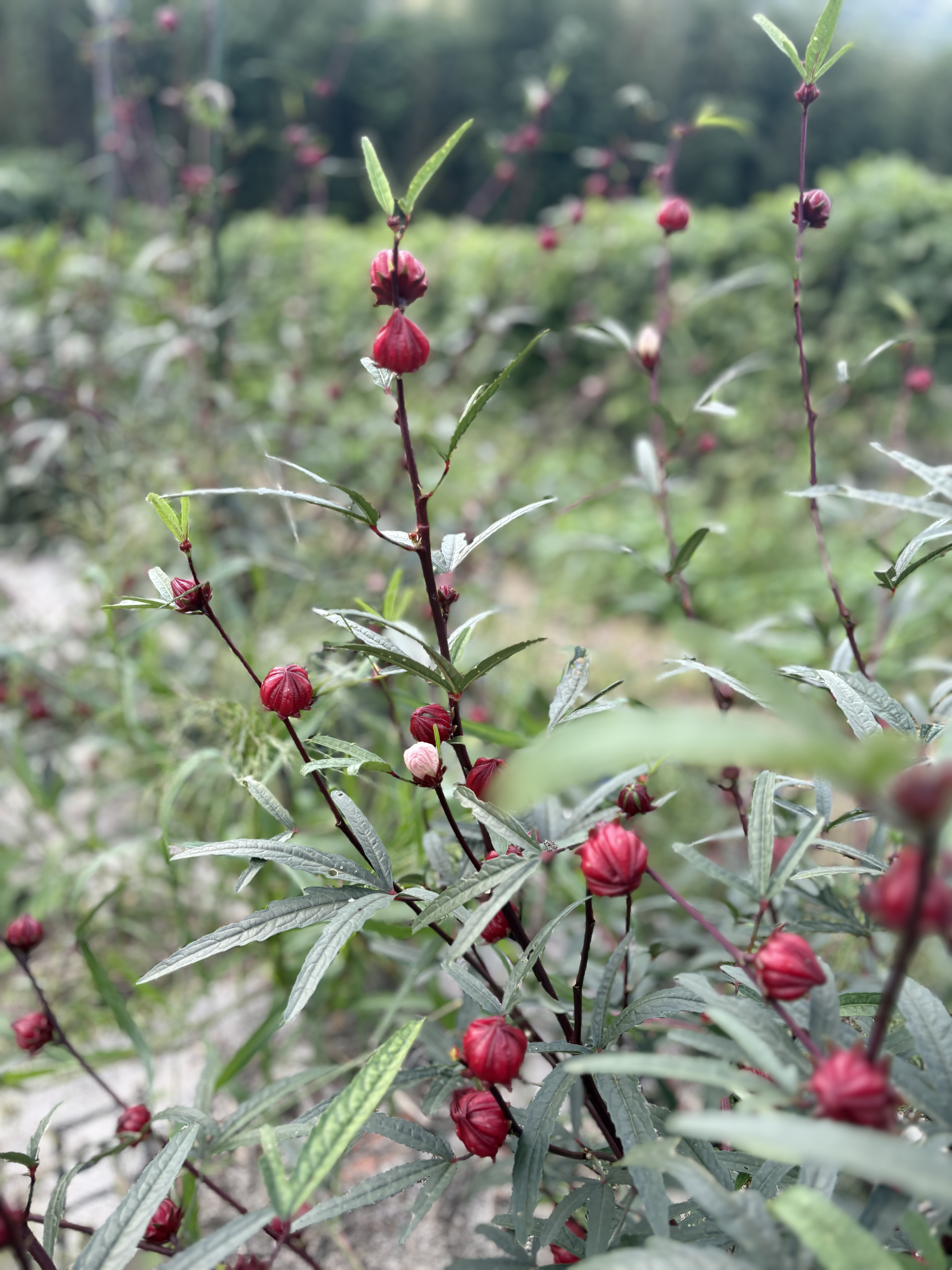 ハイビスカスローゼルを育てて楽しむ🌿