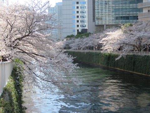 桜の季節、初めてのsaleでした。ありがとうございます♡