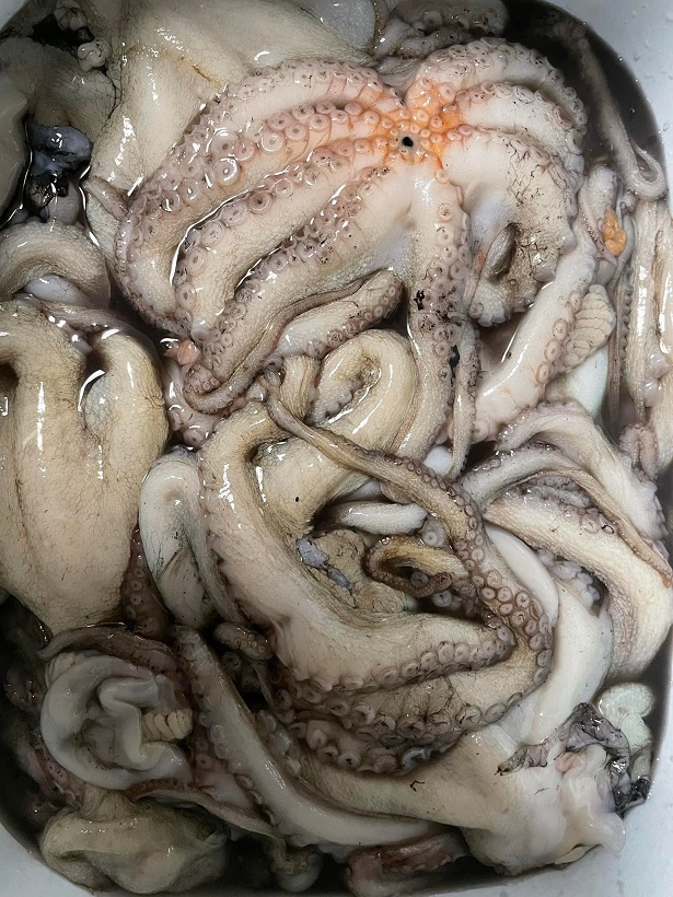 2022年タコ釣行、激渋でも二桁キープする釣り方