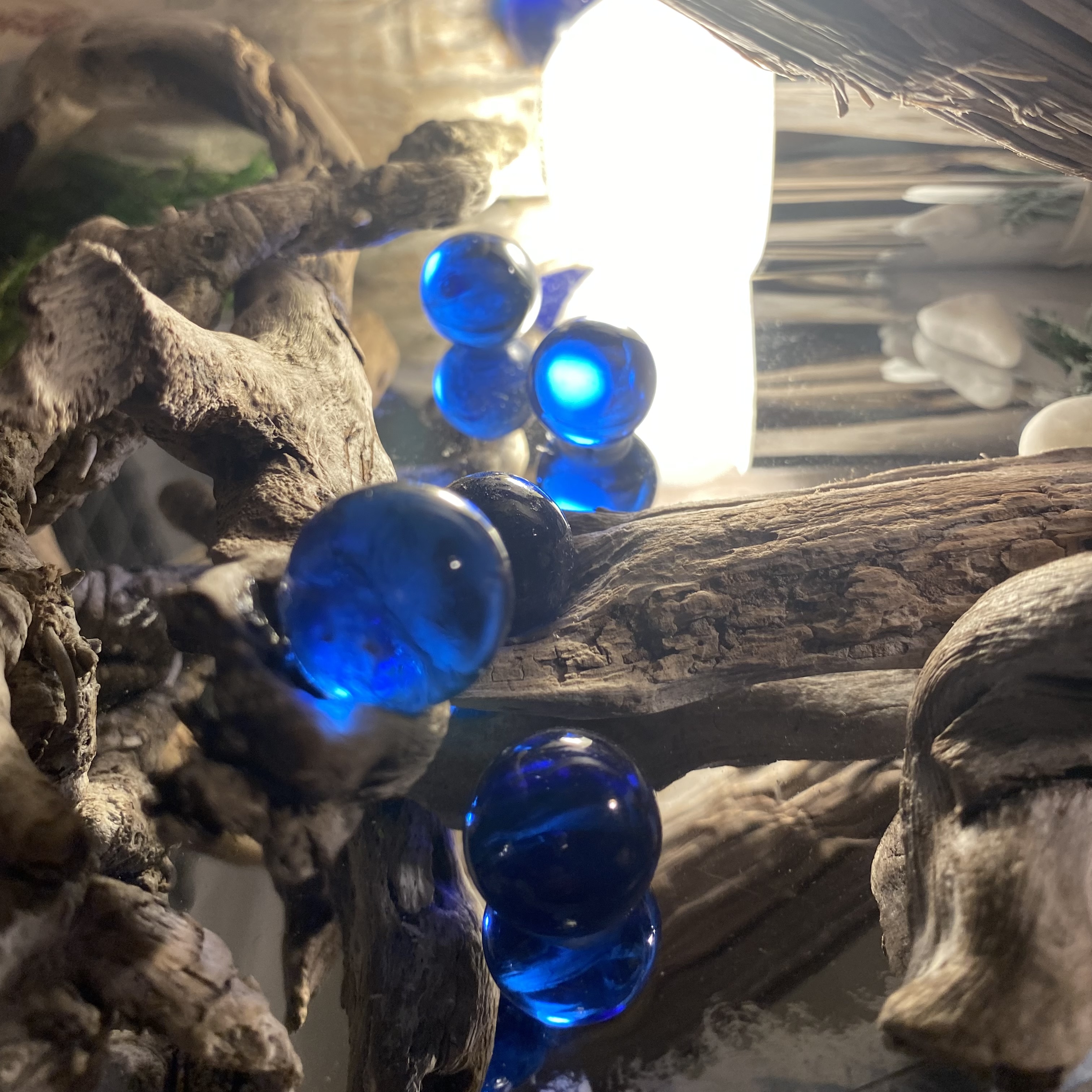 流木の魅力とは