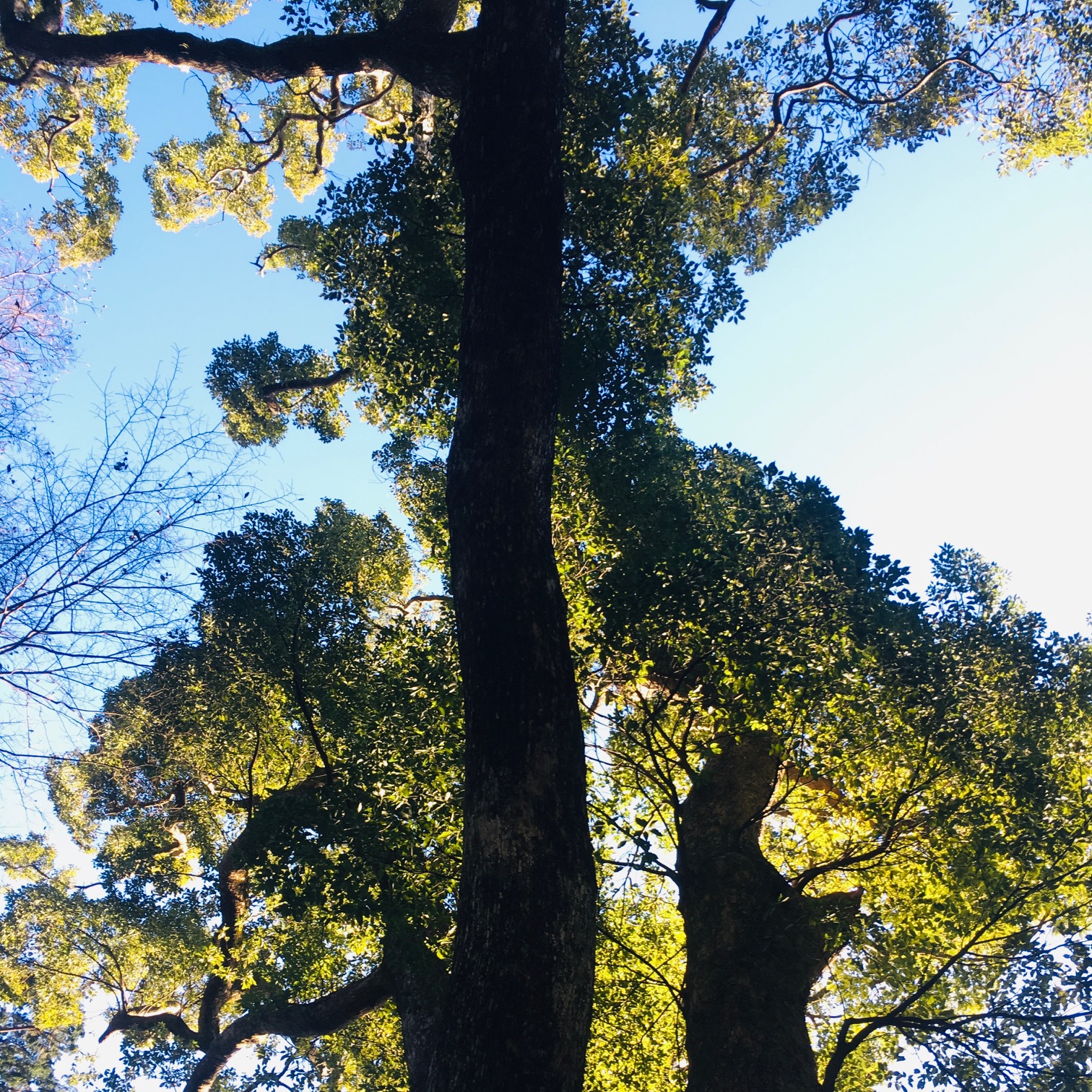 樹齢80年の杉では、二酸化炭素の吸収量が約75％低下。