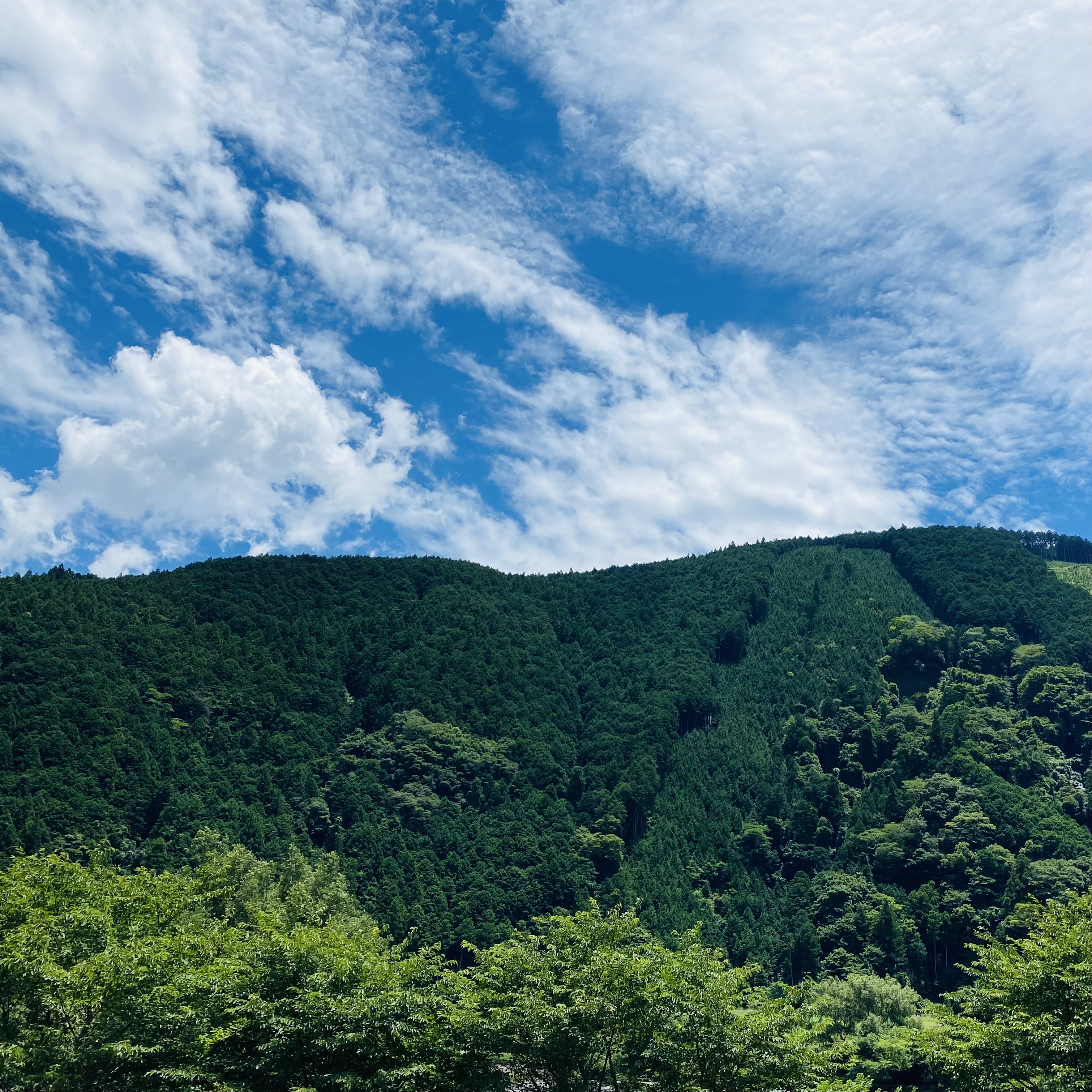 日本の森の二酸化炭素吸収量は、６年間で一般家庭の４００万世帯分が減少。