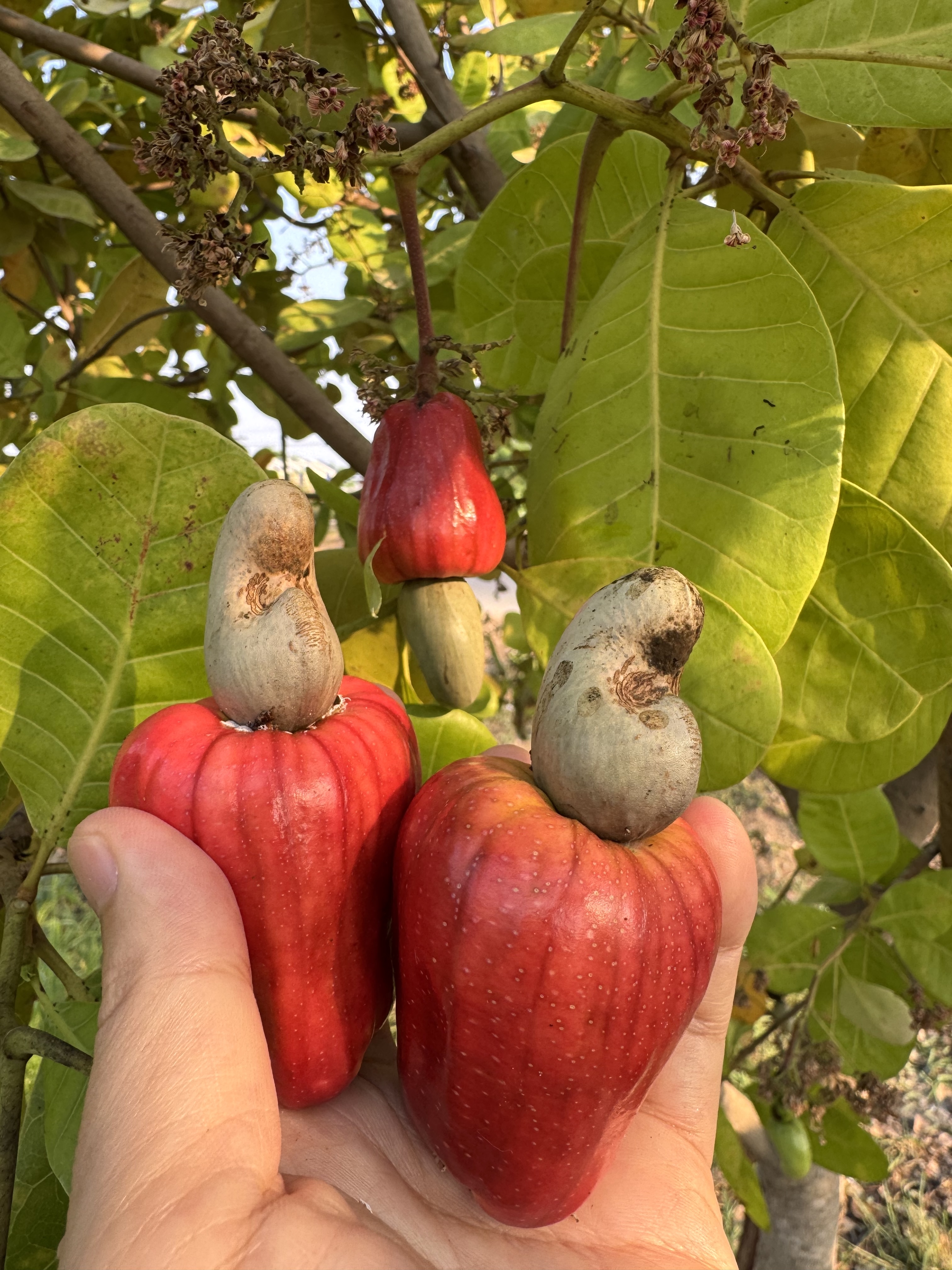 【リンゴじゃないよ】庭のカシューナッツが実ったけど、本体(?)がデカすぎる ・主役はどっち!?