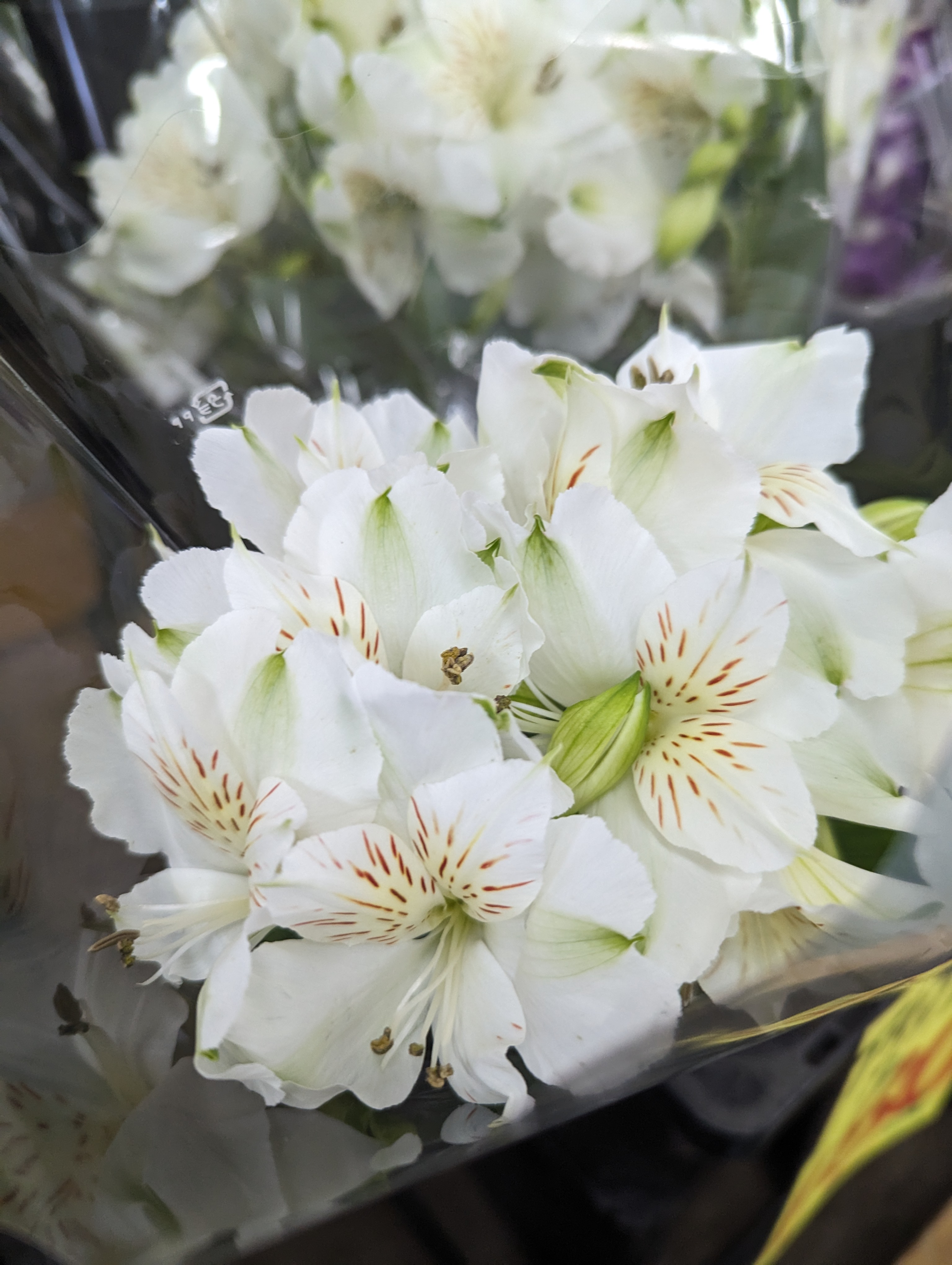 母の日間近〜お花が入荷しました～