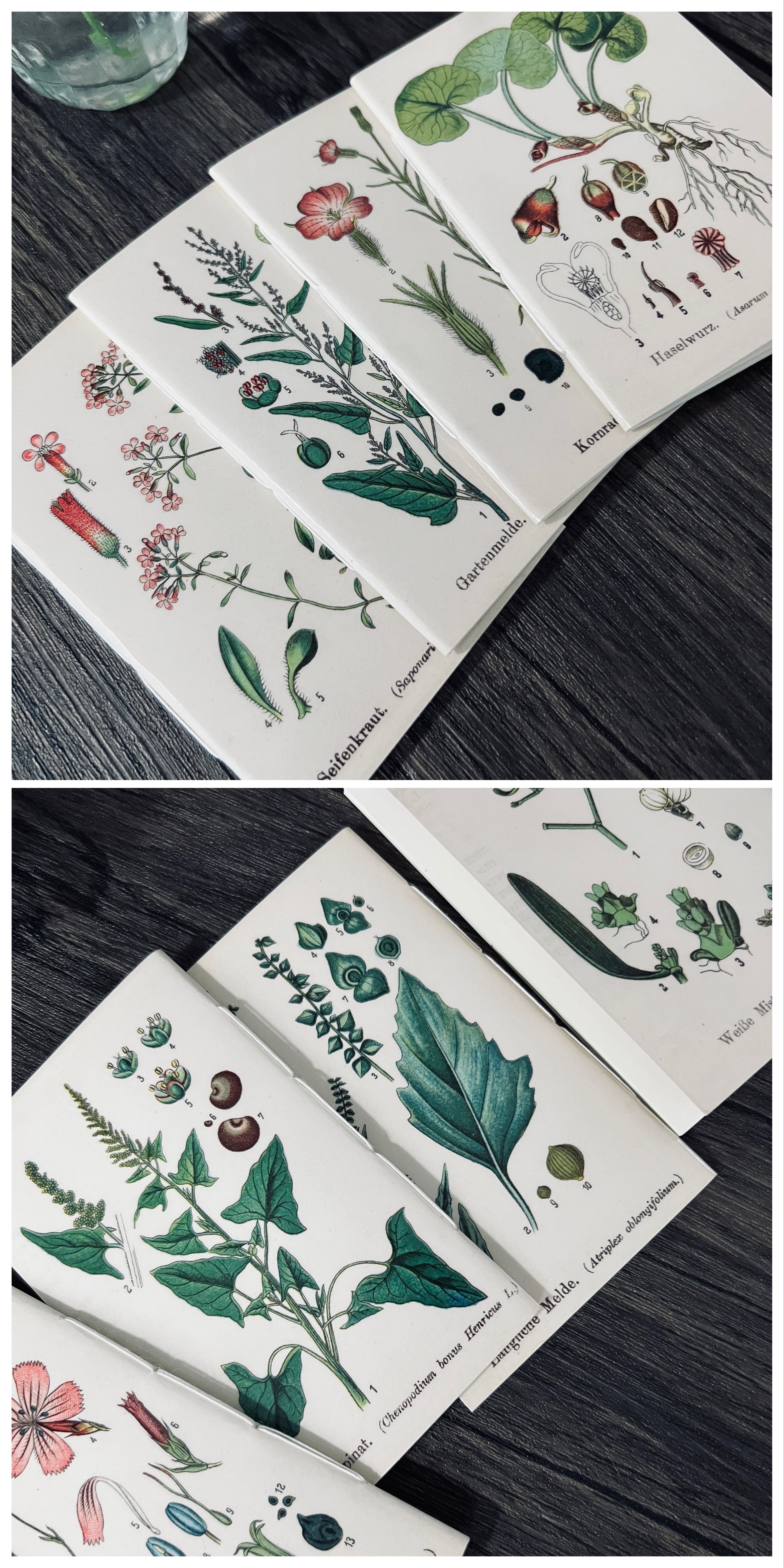 美しくユニークな植物たち