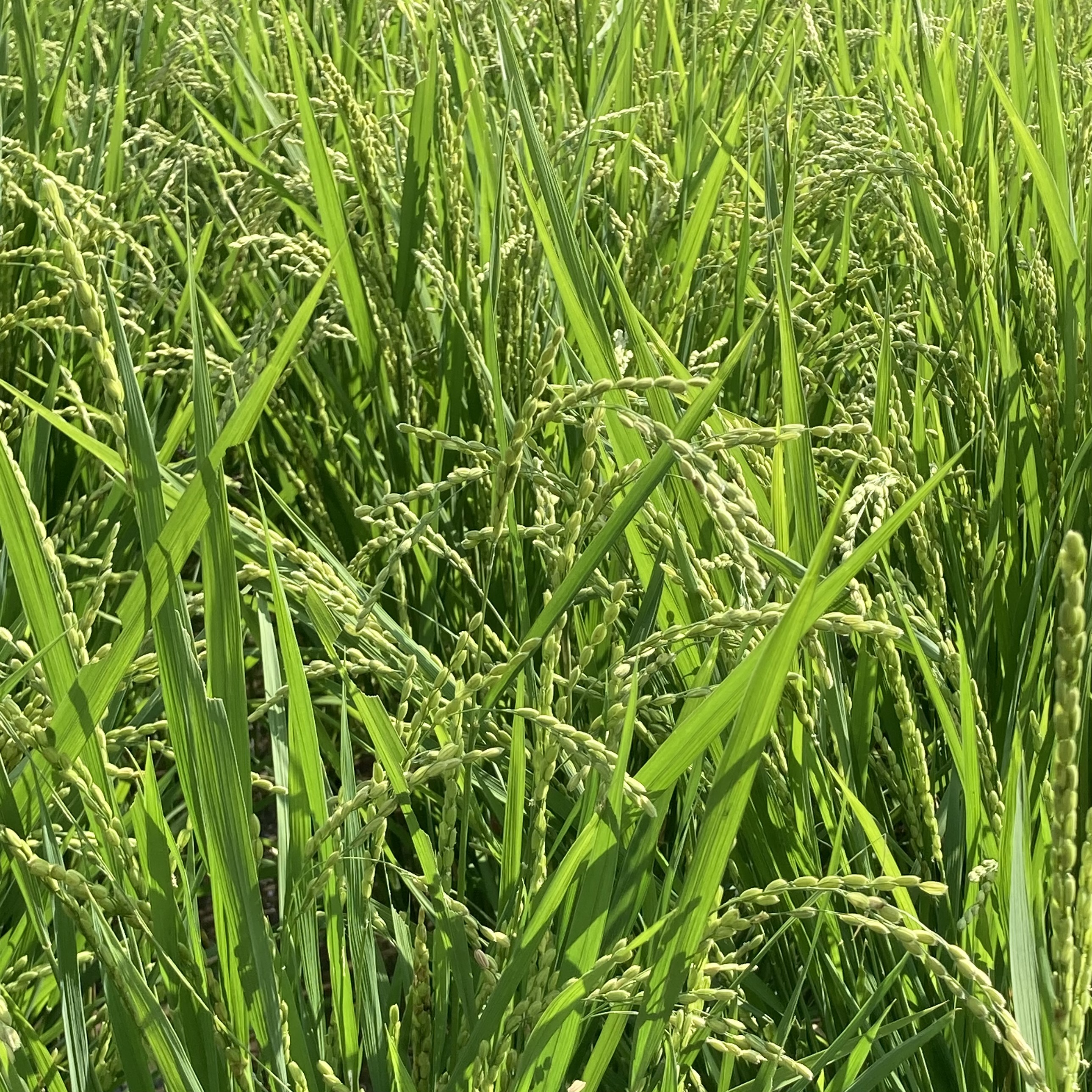 2023年度あきほなみ　頭垂れてきました！
