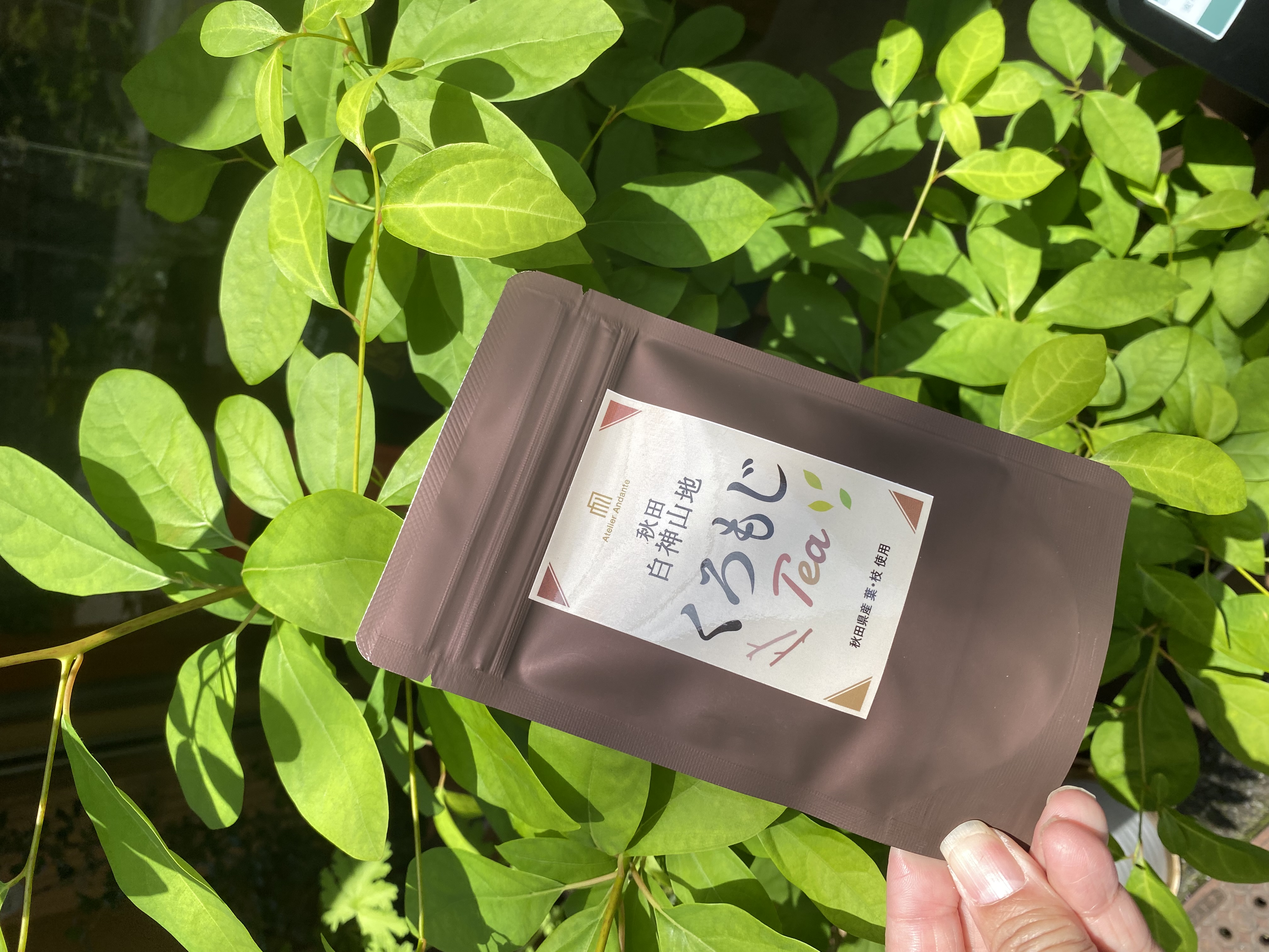 秋田・白神山地 くろもじ茶【新発売】東京神田校にて発売中!