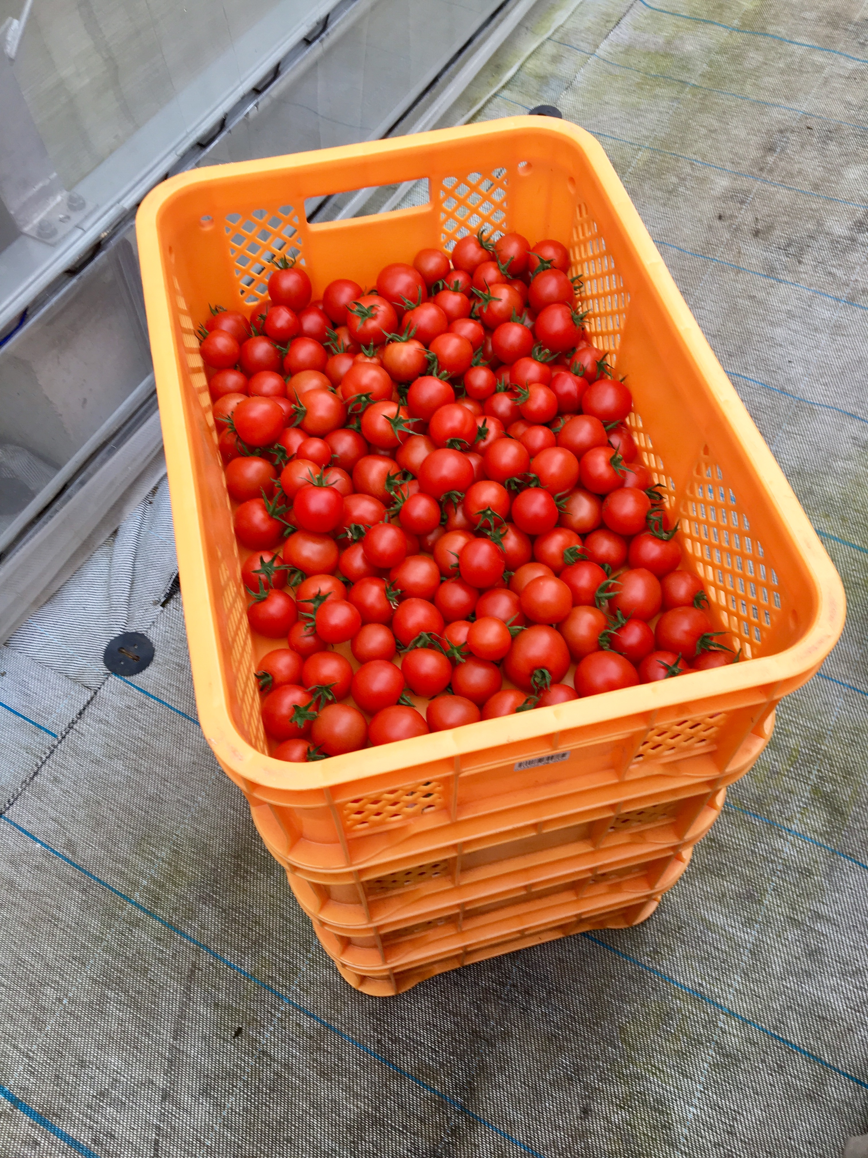 2017年冬 ファーム柳沢の東京トマトも安定して収穫出来る時期を迎えました。