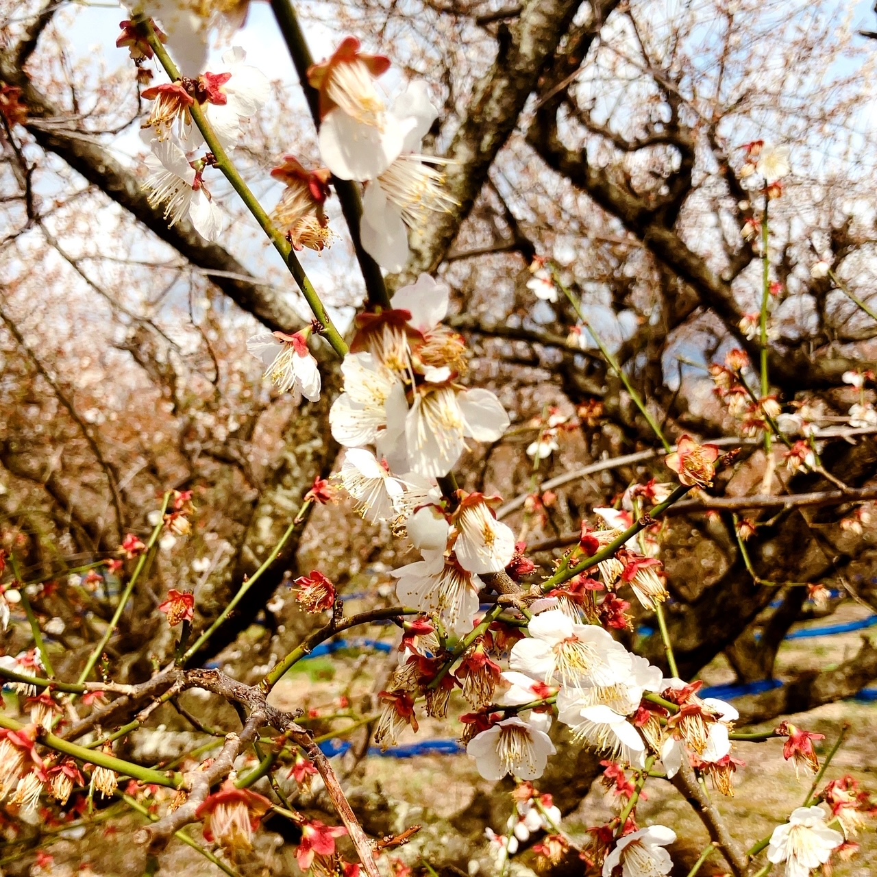 梅の花もそろそろ終わりですね