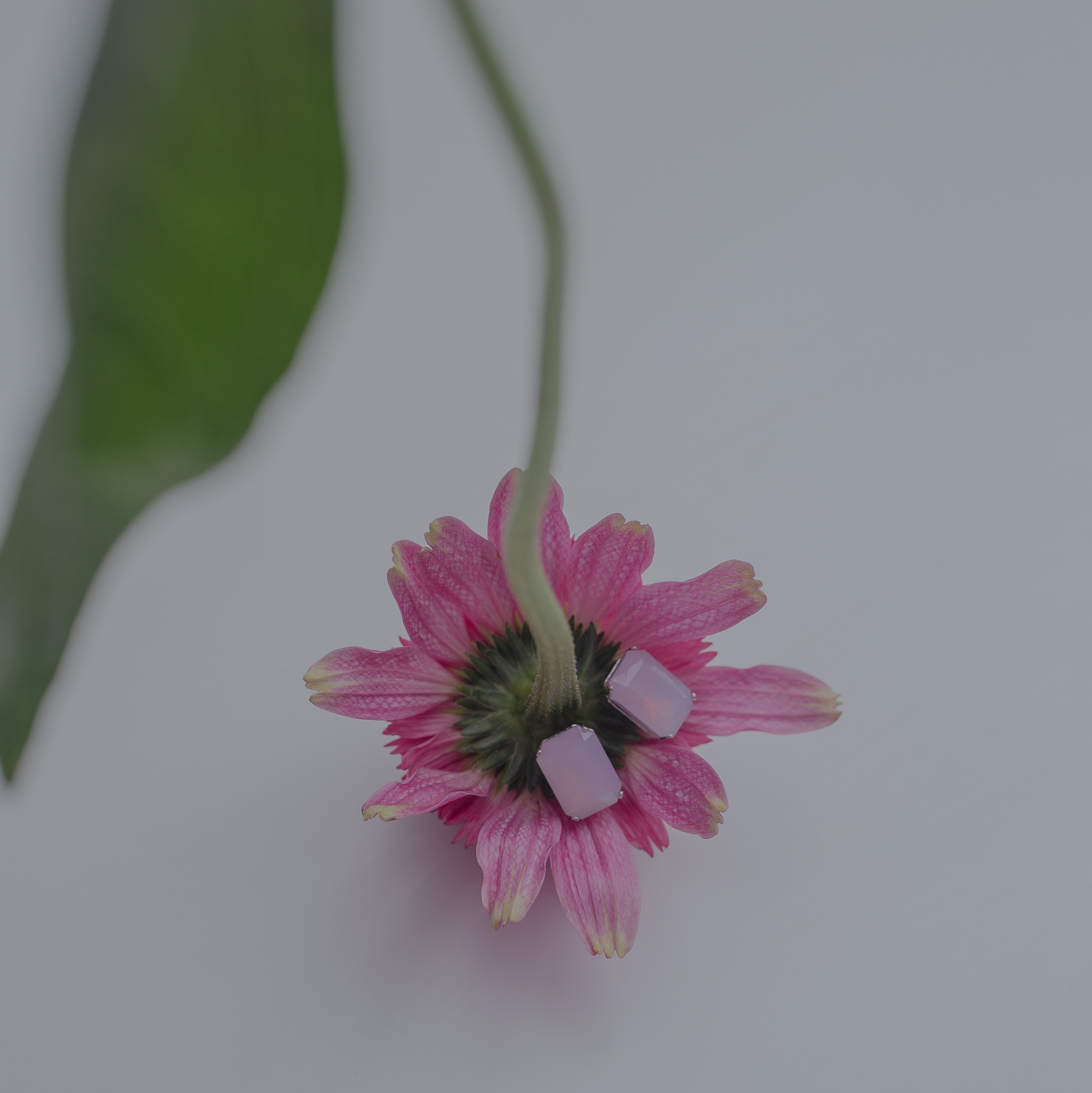 春のピンク！ピンク！ピンク！