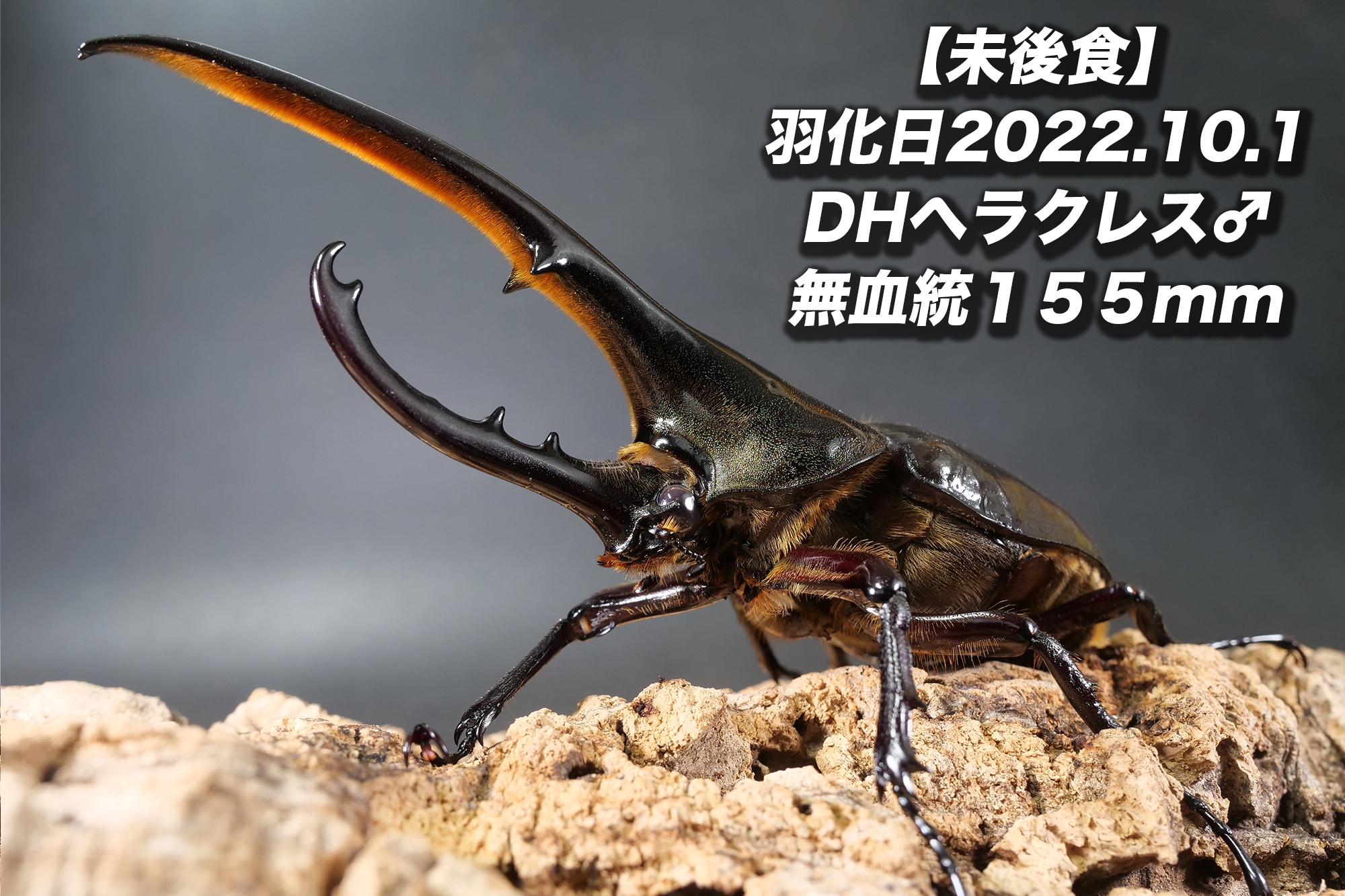 DHヘラクレス♂単品・155mmはいかが？