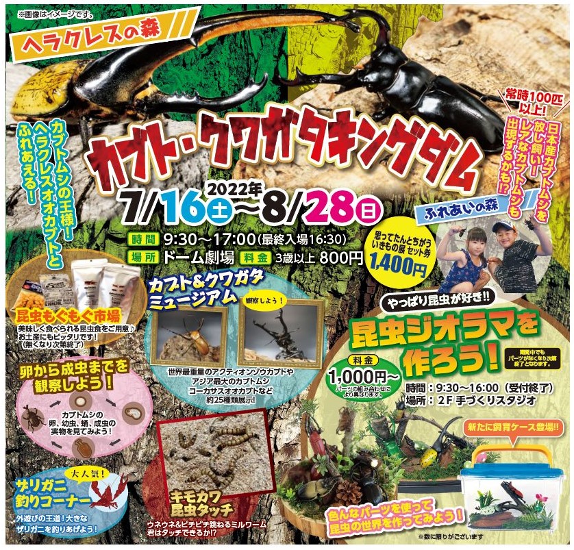 7/23-24 秋田ふるさと村にて！天然採集「ミヤマクワガタ」売ります！