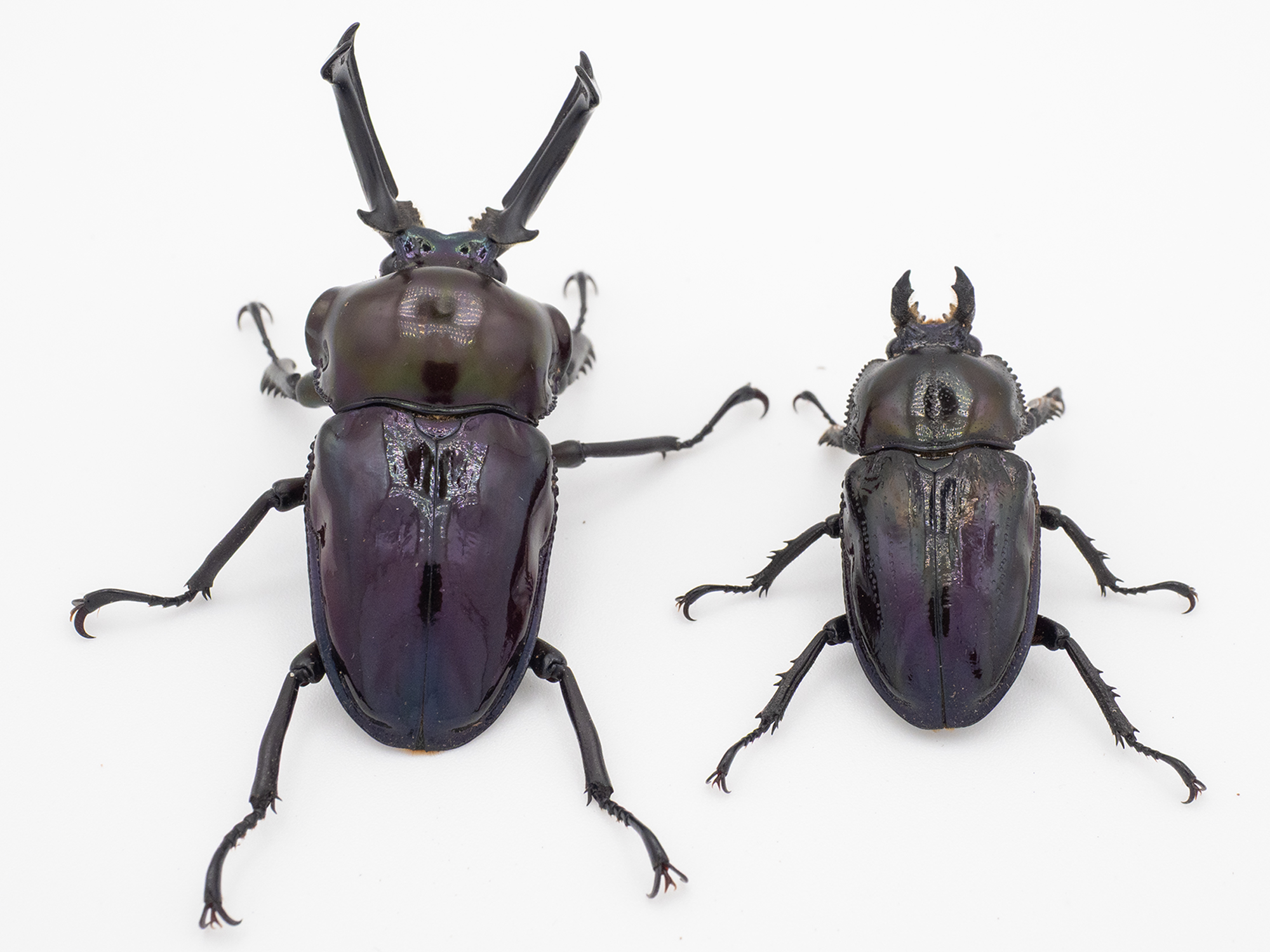 ニジイロクワガタ「紫ペア」はいかが？