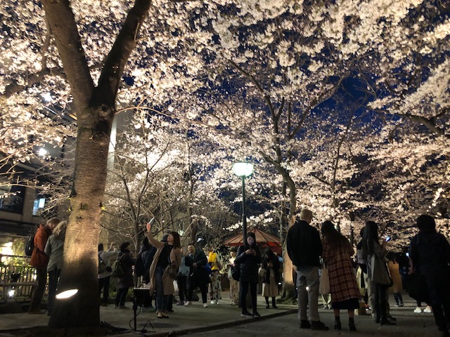 京都は桜の季節です！