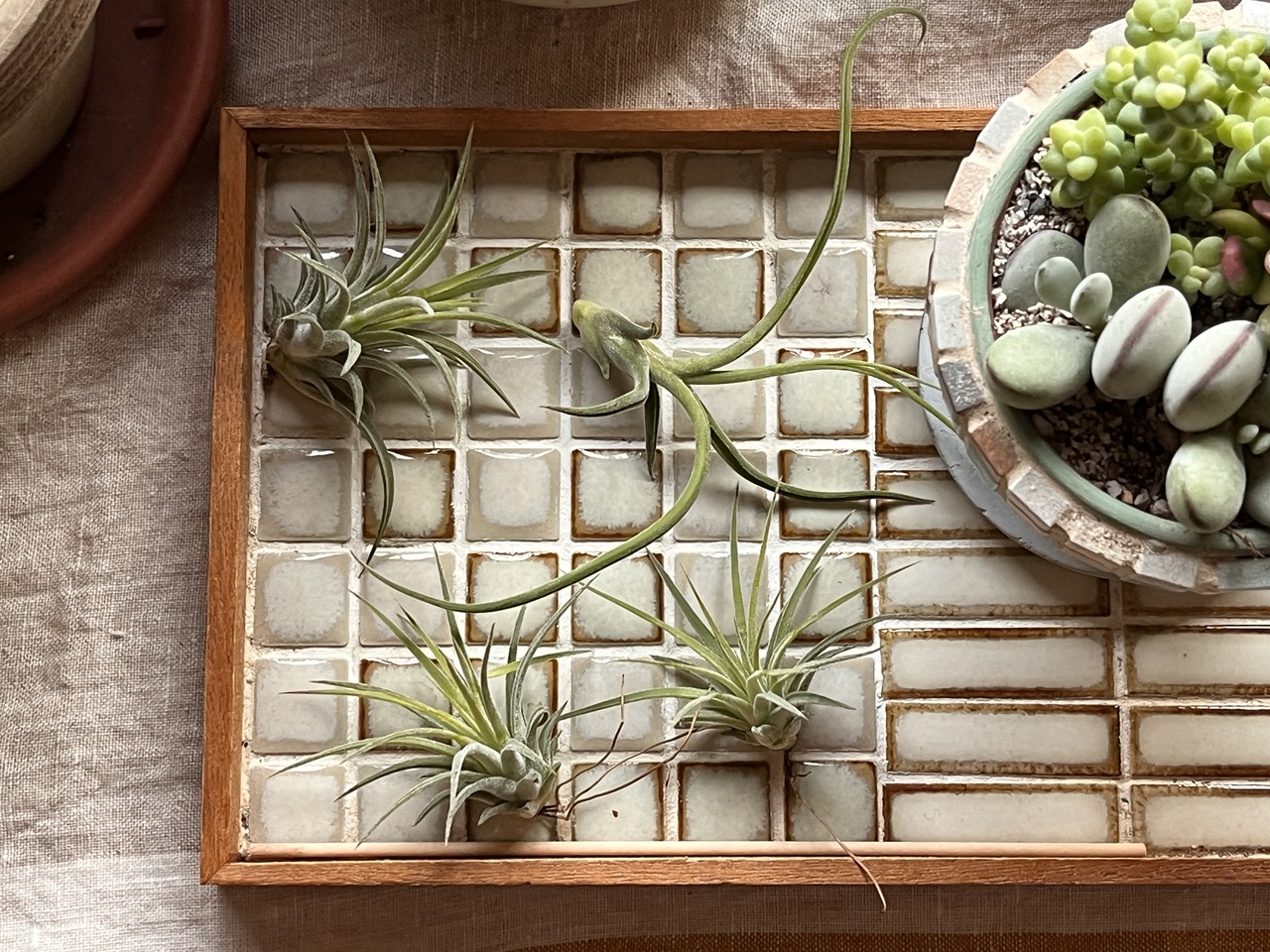 エアプランツの子株