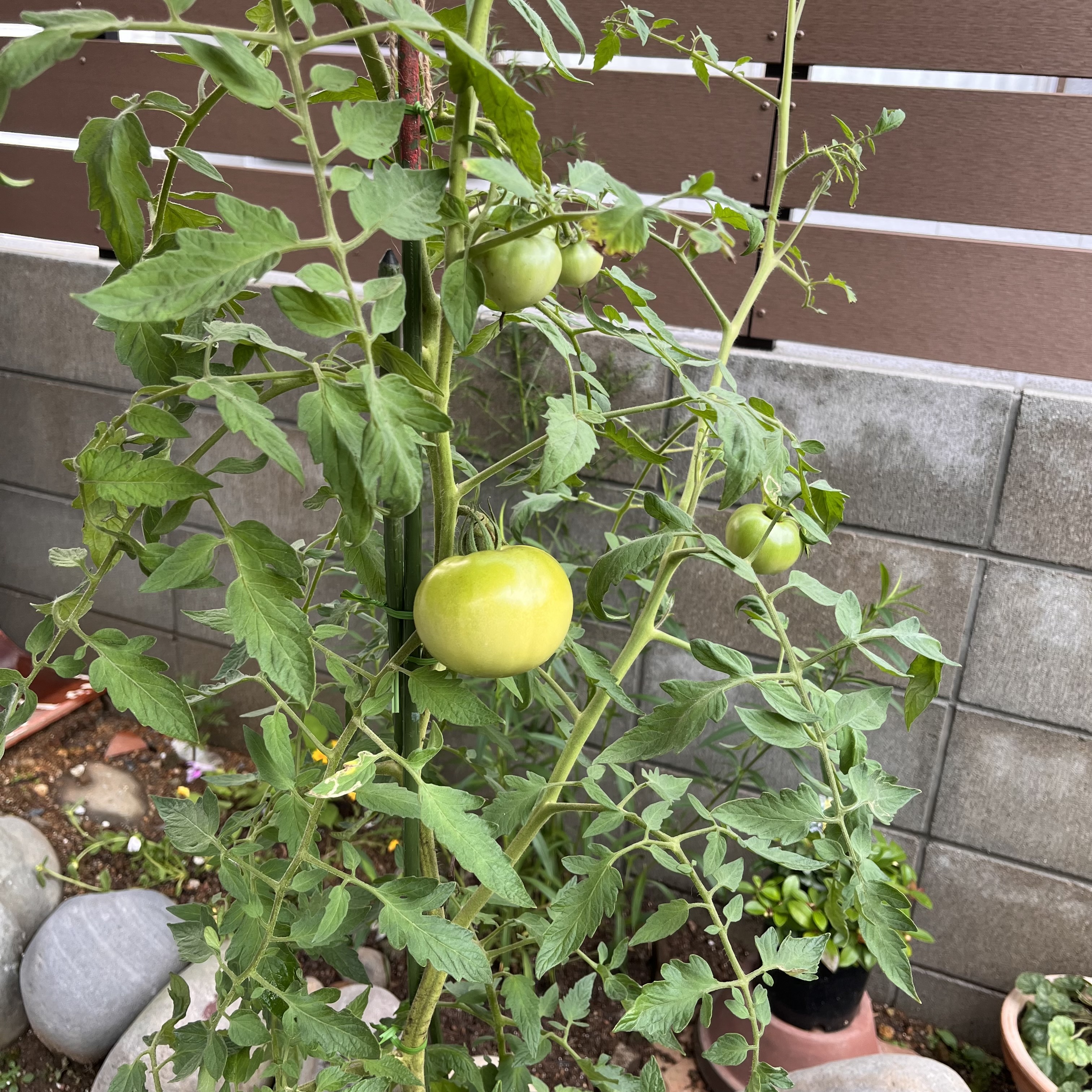 初めの自家製野菜