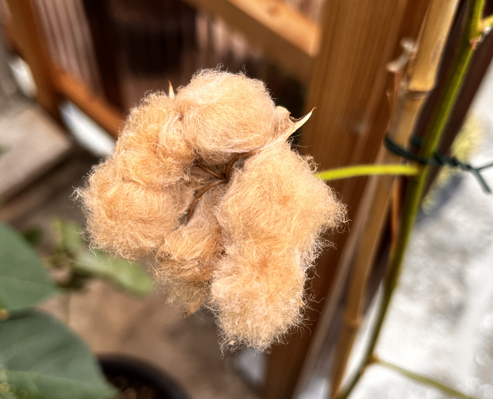 今年もできました!