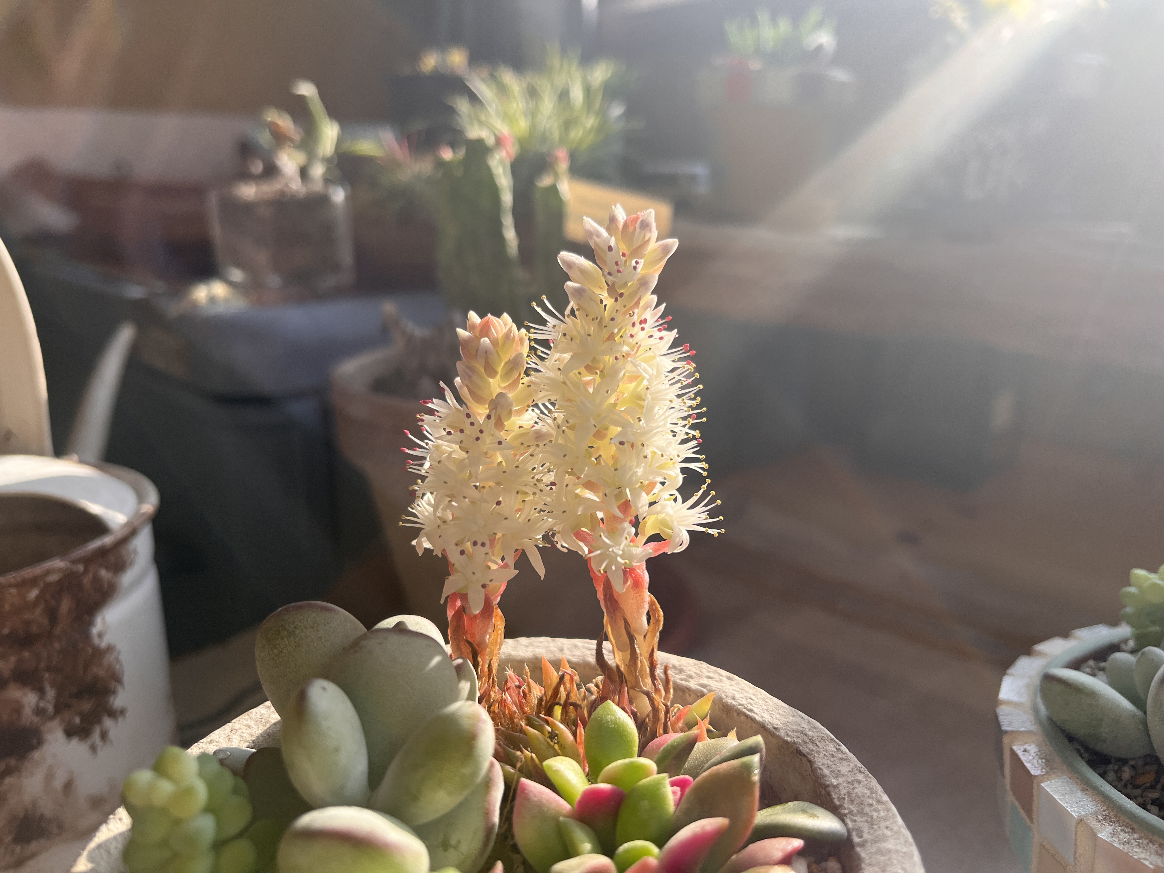 これ何に見えますか？