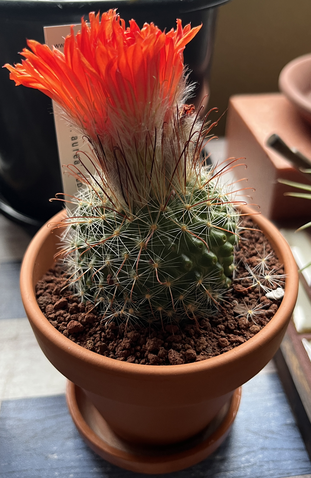 サンバの踊り子