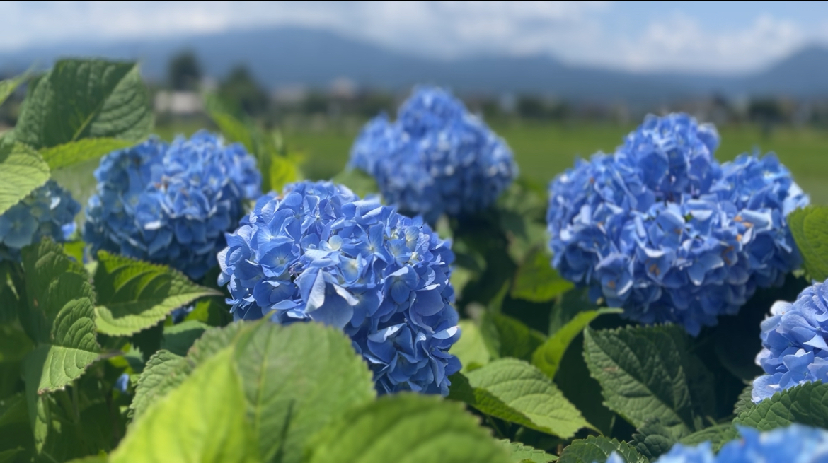 開成町あじさいまつり終了しました