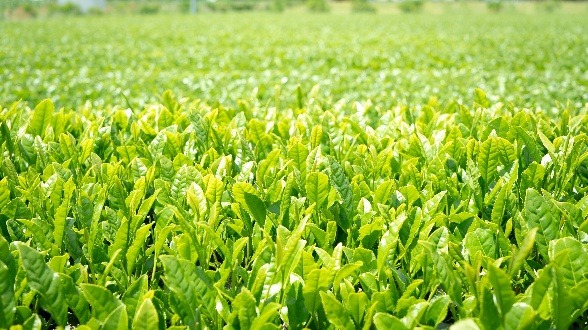 新茶、間もなく登場です🍃