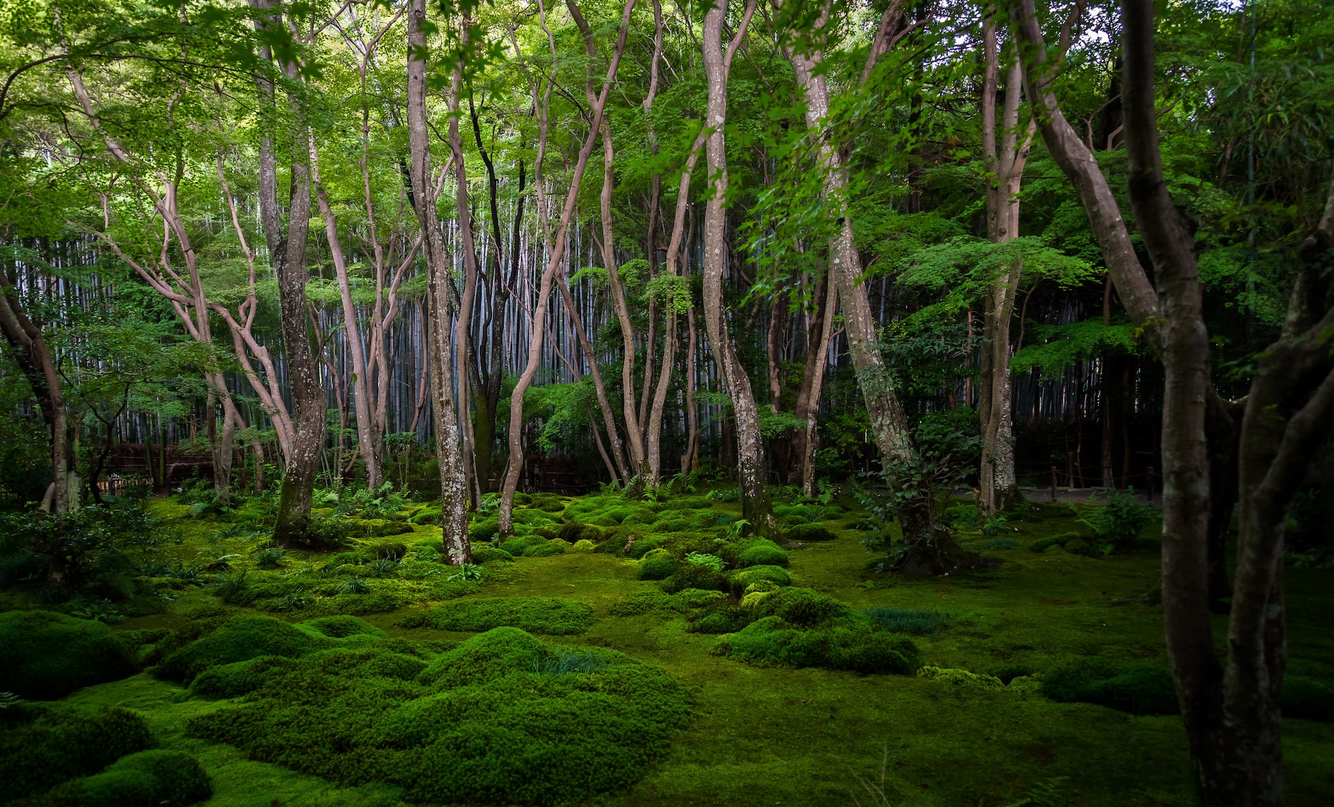 禁野