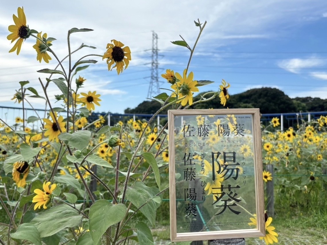 ひまわり。