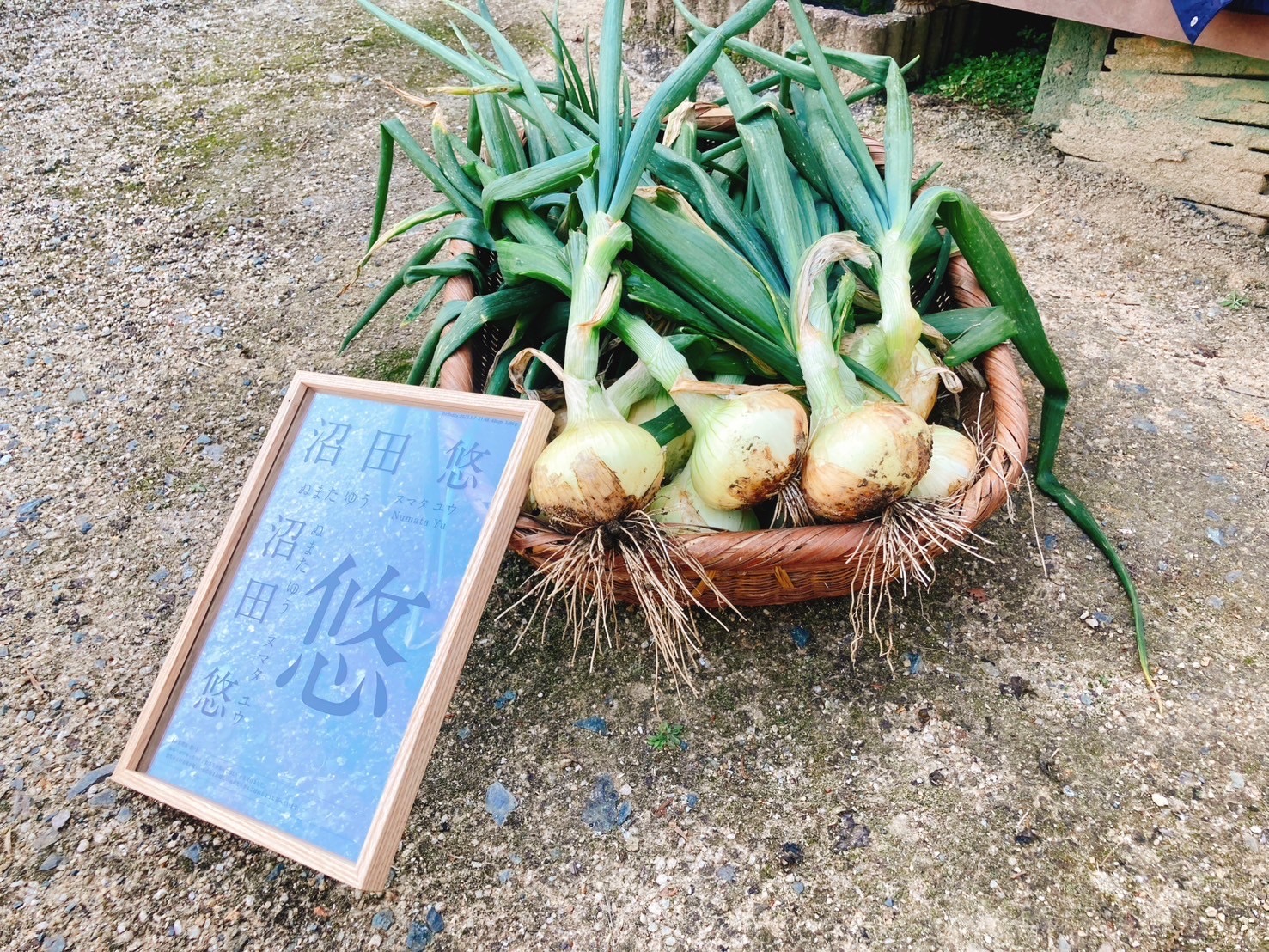 新玉ねぎ。