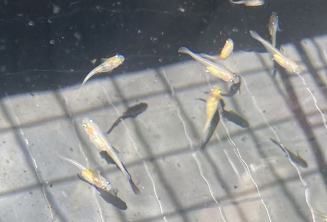 稚魚のおやつは・・・